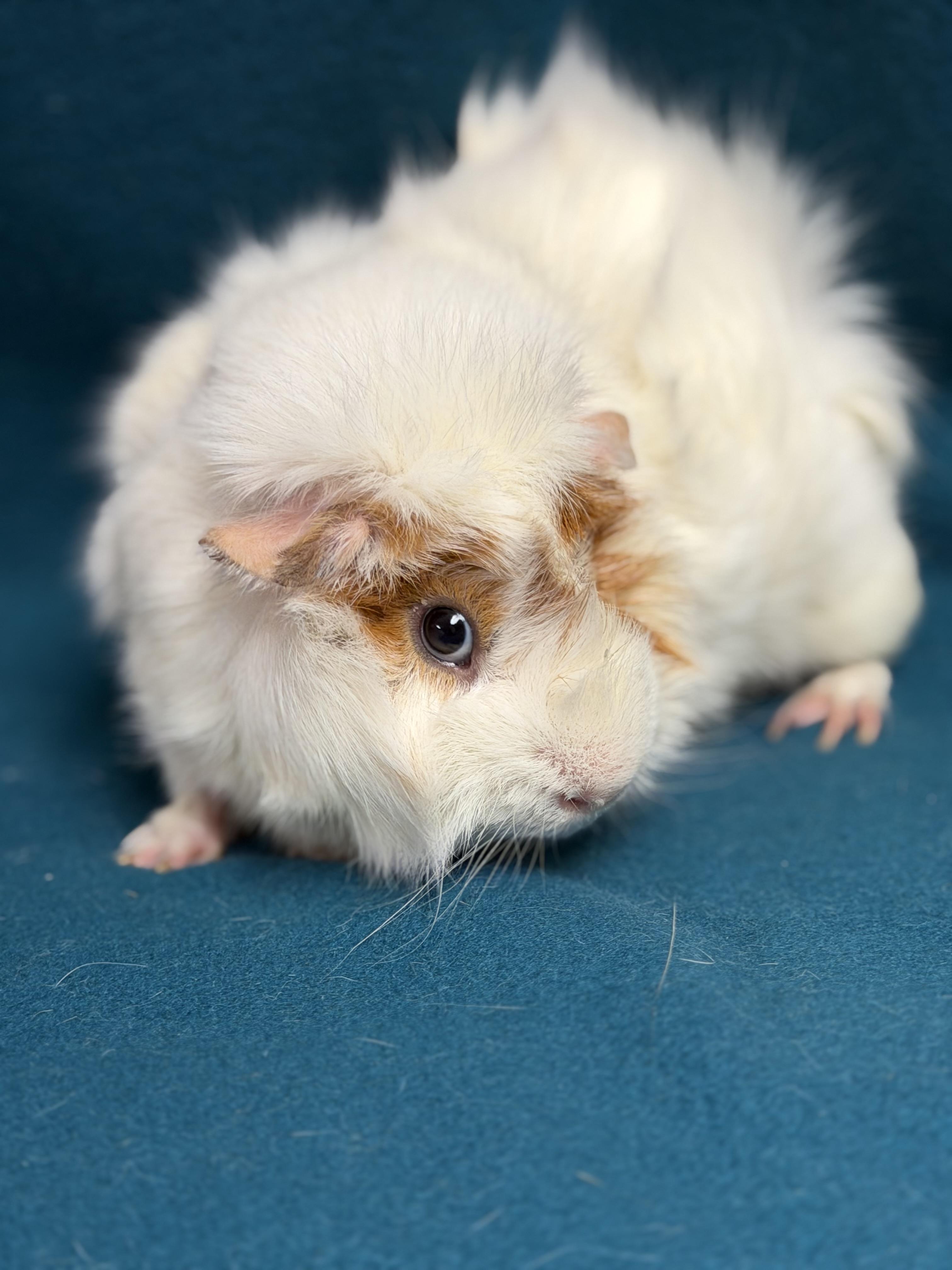 Oscar, an adoptable Guinea Pig in Edinburg, PA image 2/6