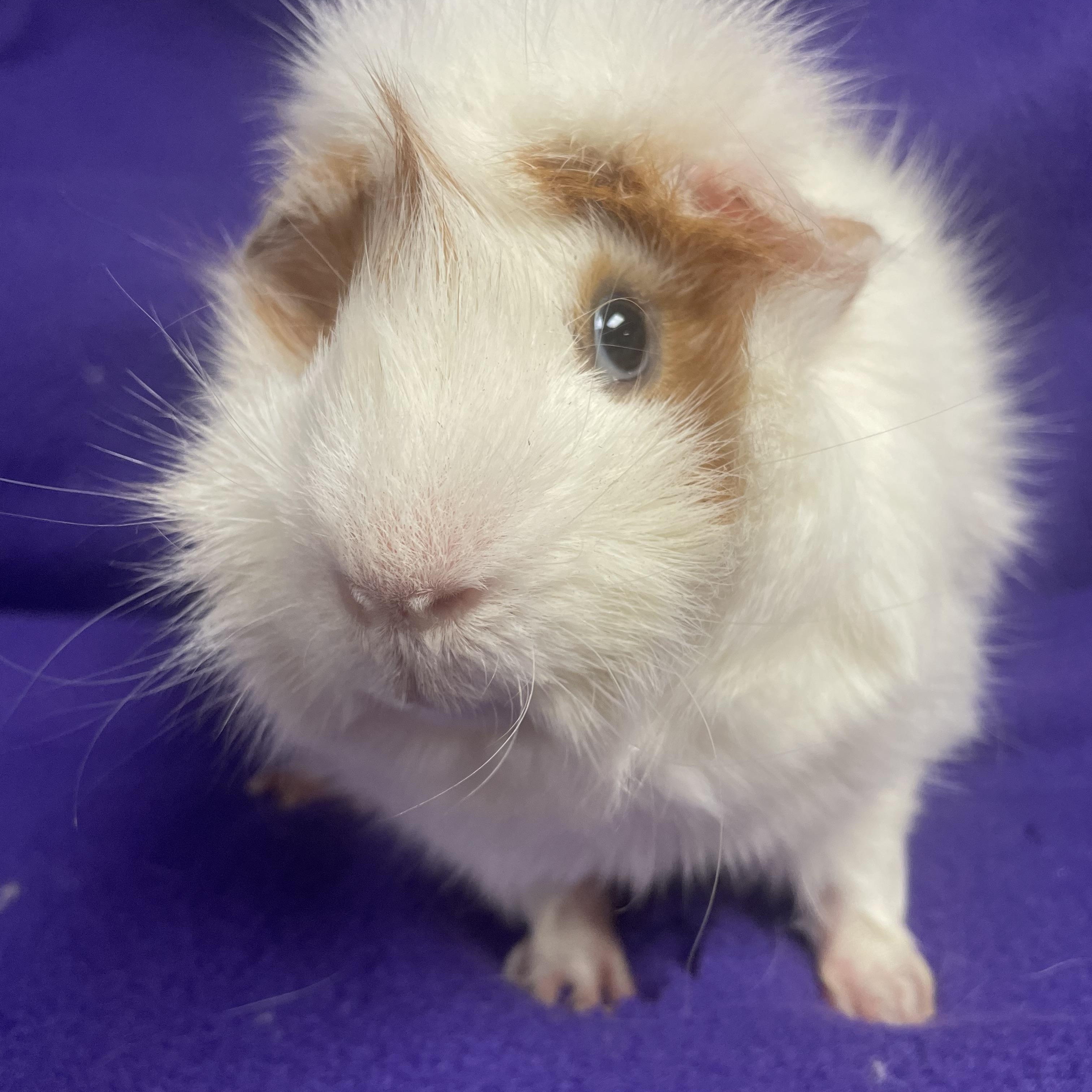 Oscar: video!!, Young Male Guinea Pig