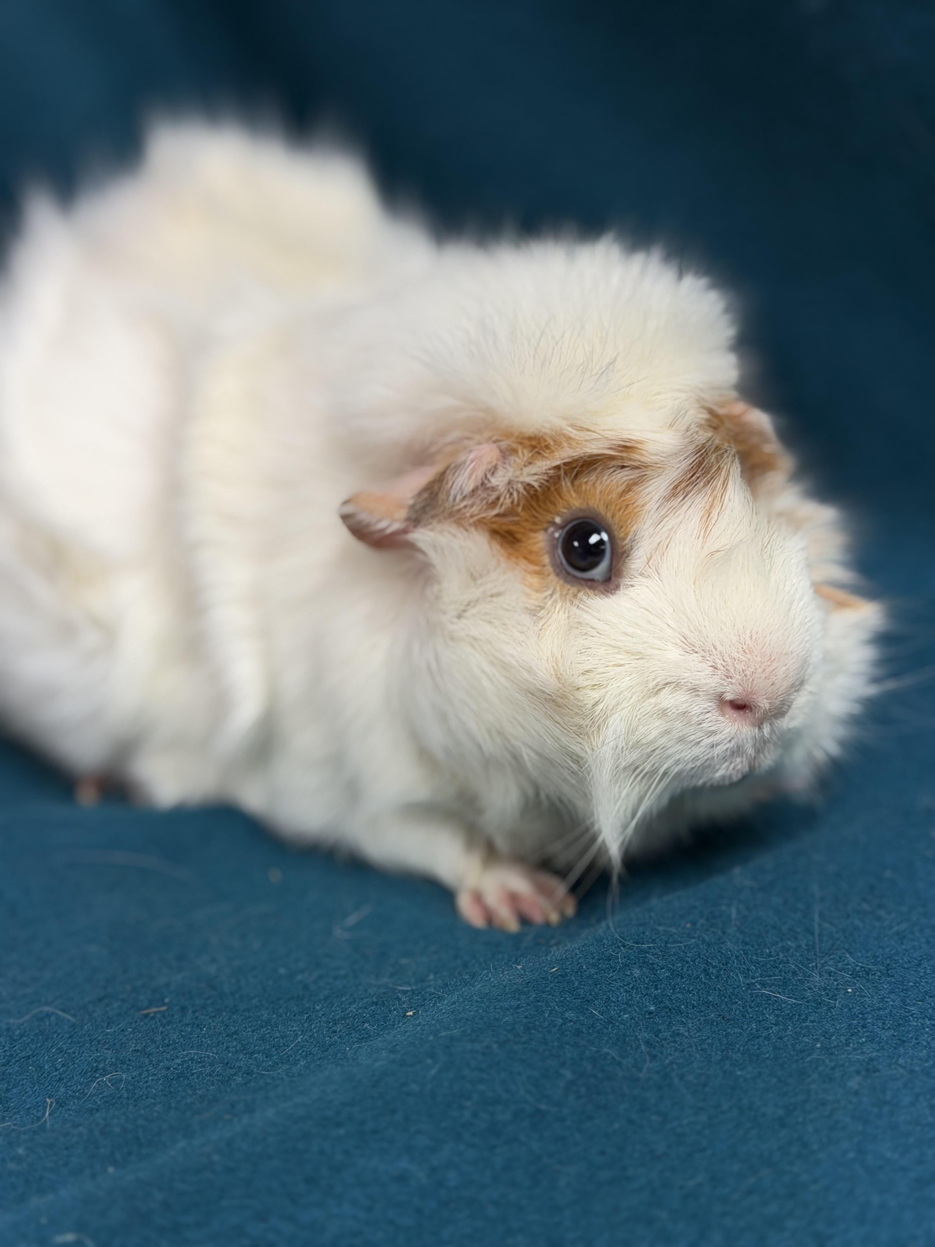 Oscar, an adoptable Guinea Pig in Edinburg, PA image 1/6