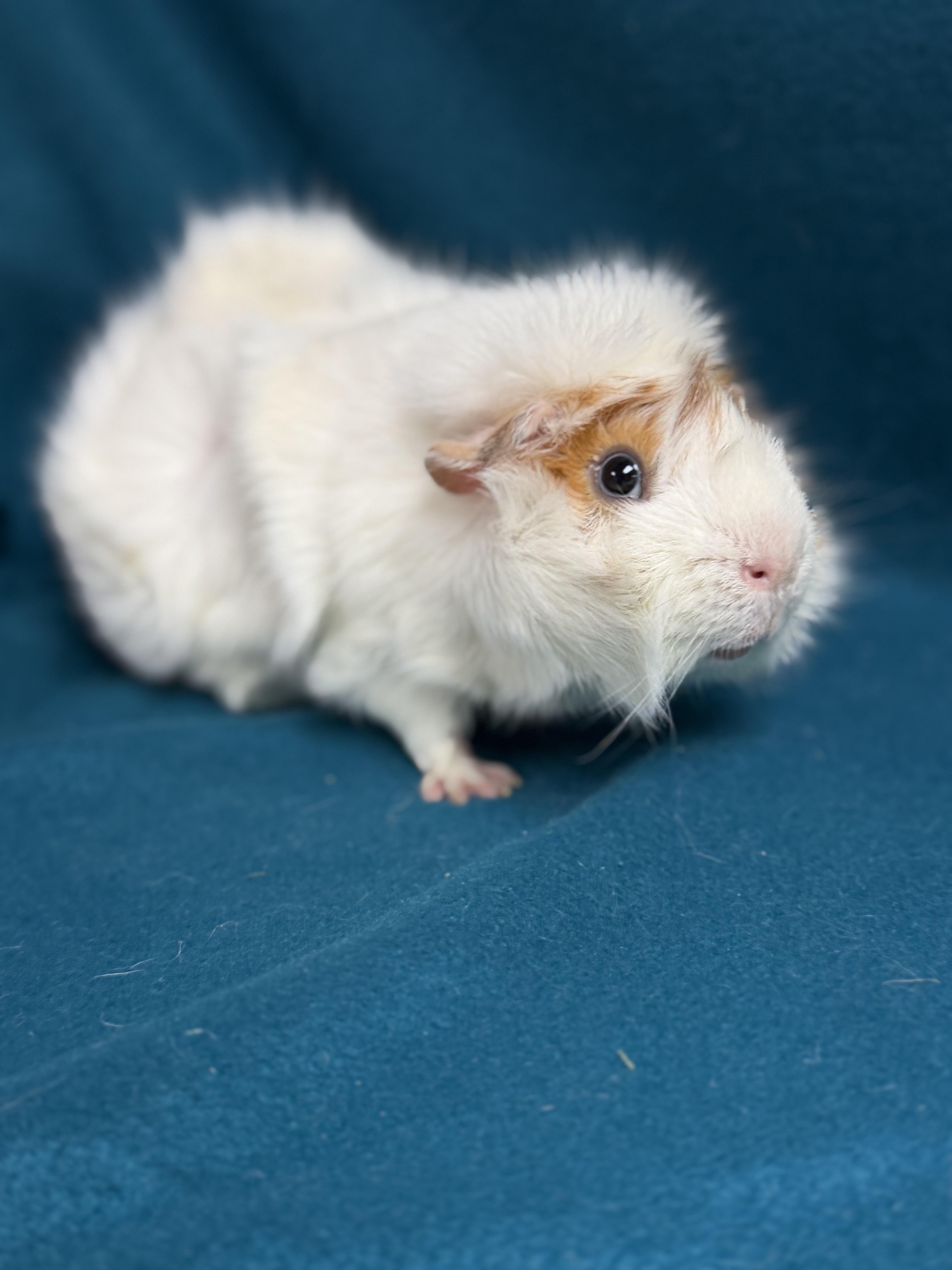 Oscar, an adoptable Guinea Pig in Edinburg, PA image 4/6