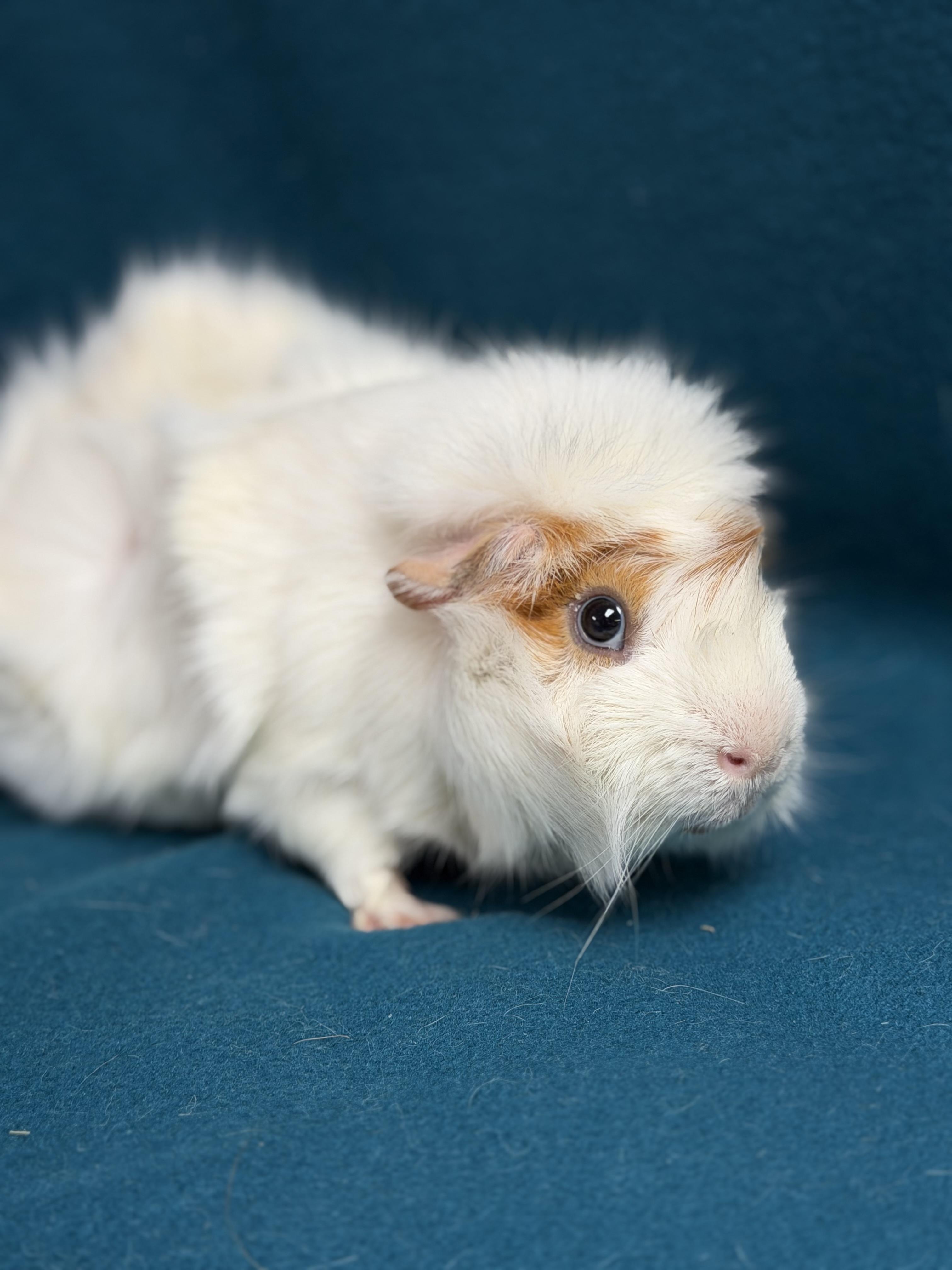 Oscar, an adoptable Guinea Pig in Edinburg, PA image 3/6