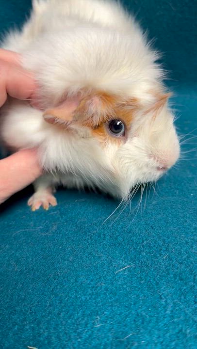 Enlarge Oscar, an adoptable Guinea Pig in Edinburg, PA video 5/6