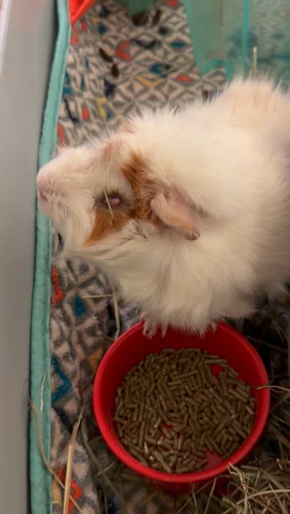 Enlarge Oscar, an adoptable Guinea Pig in Edinburg, PA video 6/6