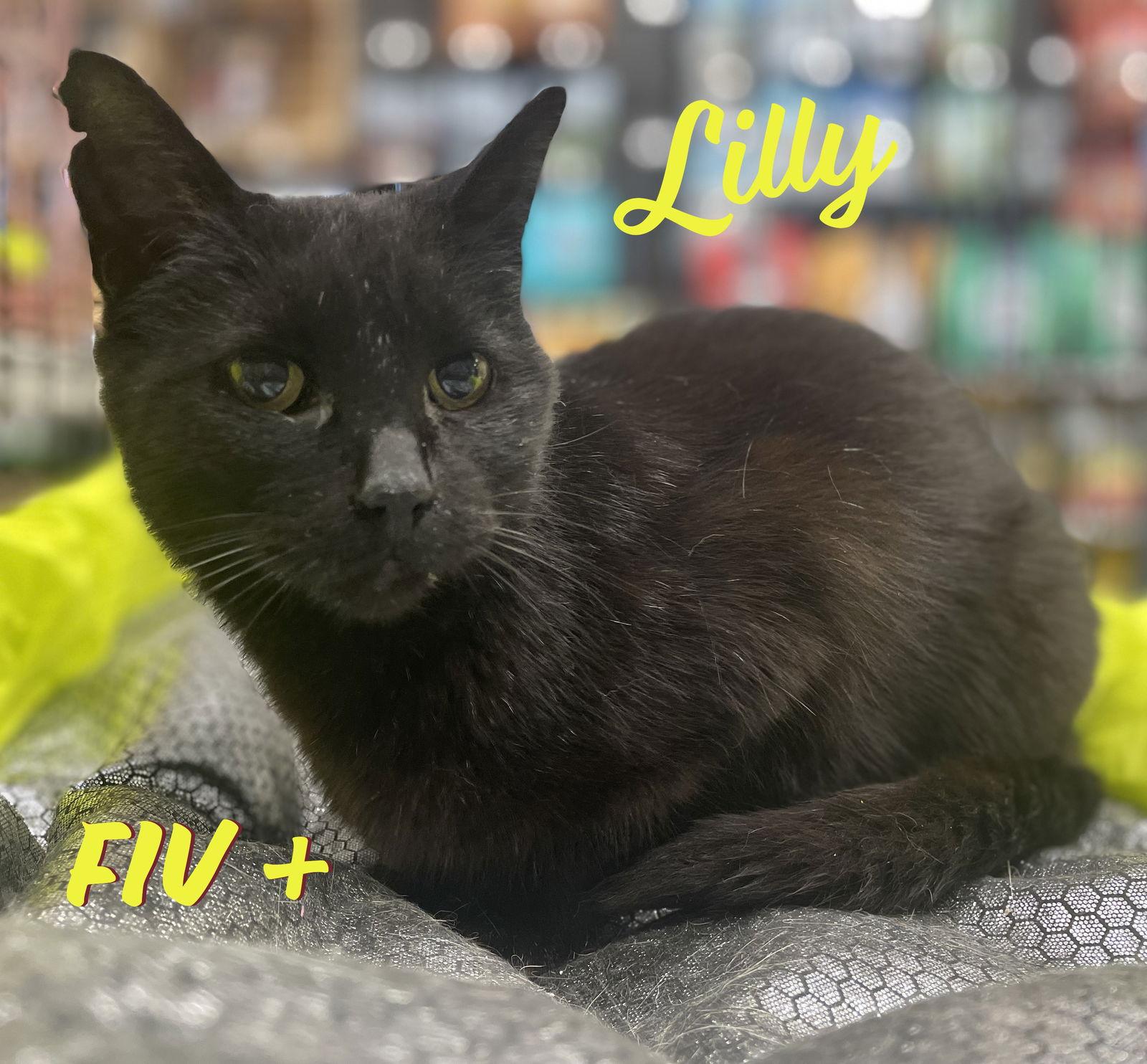 Enlarge Lilly #mini-panther, a Adoptable mixed breed in Houston, TX image 1/5