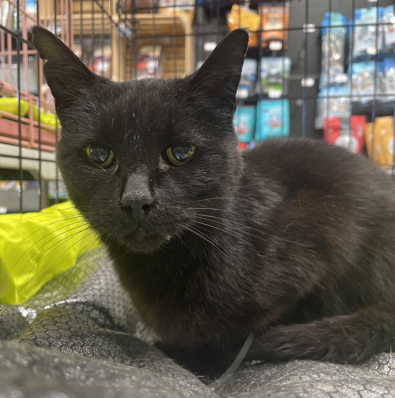 Enlarge Lilly #mini-panther, a Adoptable mixed breed in Houston, TX image 4/5