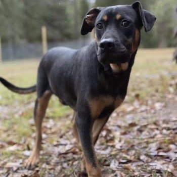 Bones, a Adoptable mixed breed in Calera, AL image 4/6