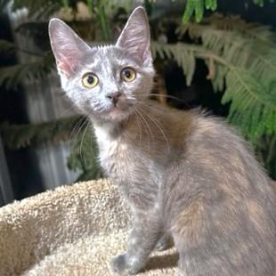 DYNAMIC DAISY - DILUTE CALICO