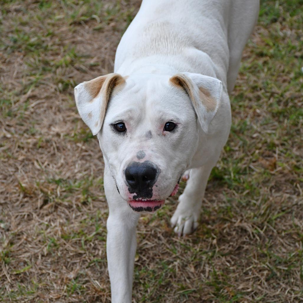 Enlarge Aruba, a Adoptable American Bulldog in Beaumont, TX image 1/6