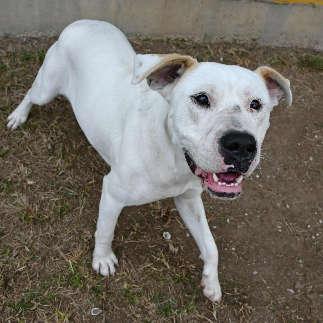 Enlarge Aruba, a Adoptable American Bulldog in Beaumont, TX image 2/6