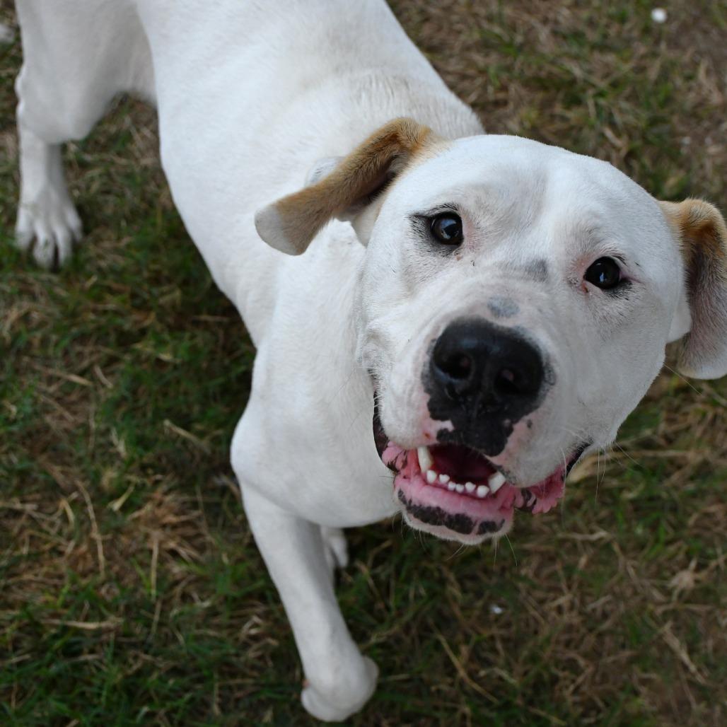 Enlarge Aruba, a Adoptable American Bulldog in Beaumont, TX image 3/6