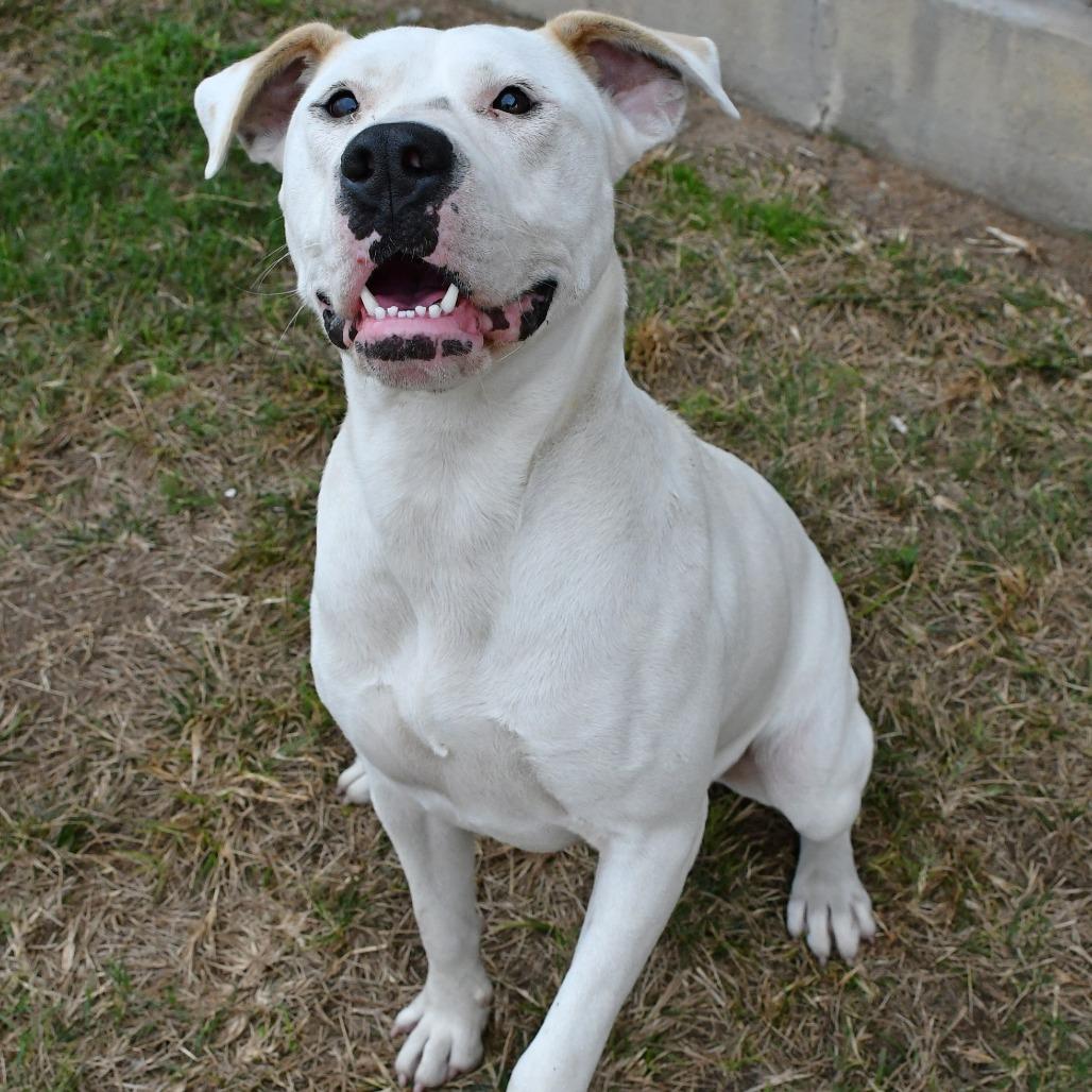 Enlarge Aruba, a Adoptable American Bulldog in Beaumont, TX image 4/6