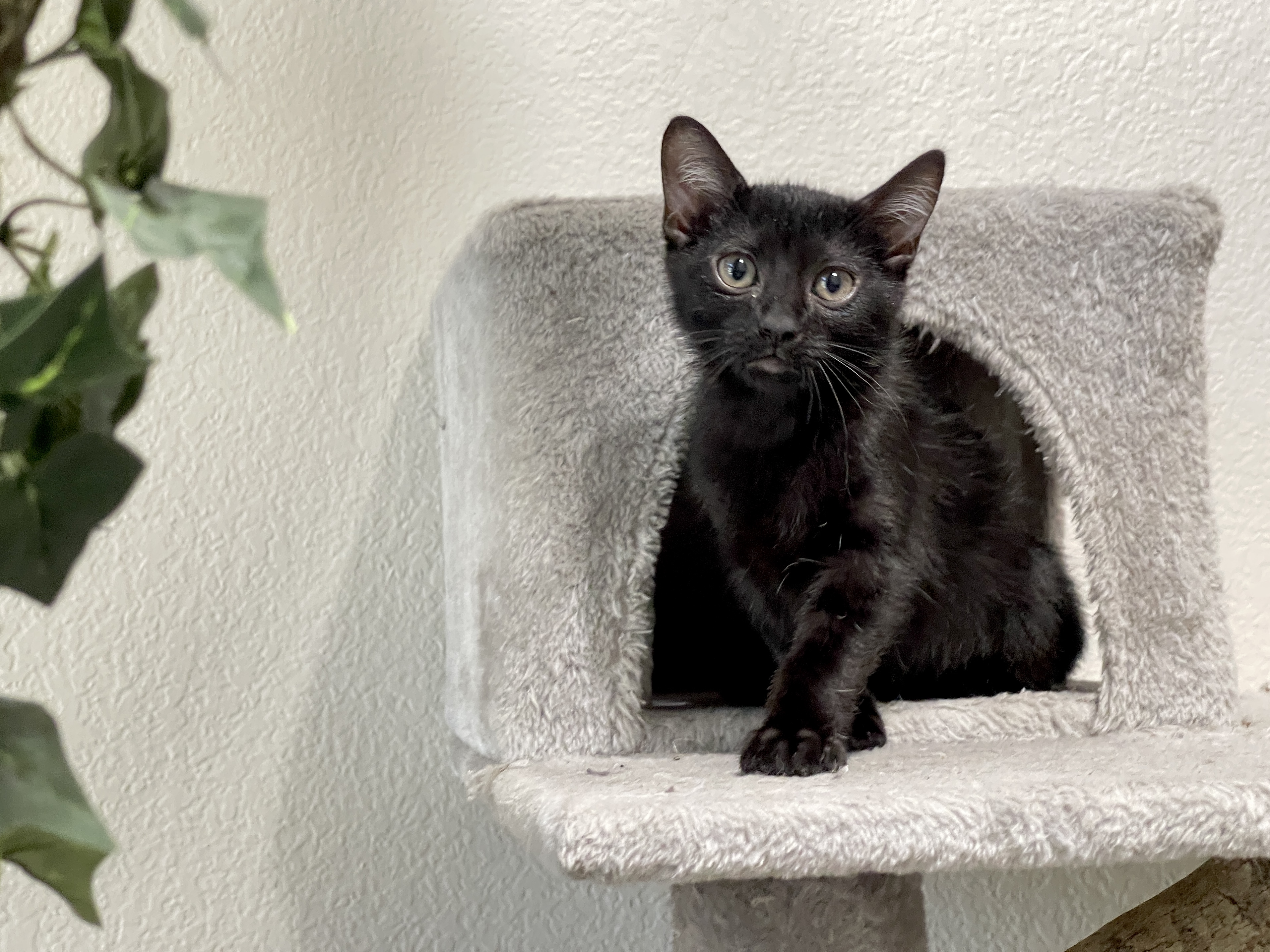Fred, a Adoptable Domestic Short Hair in Keller, TX image 1/3