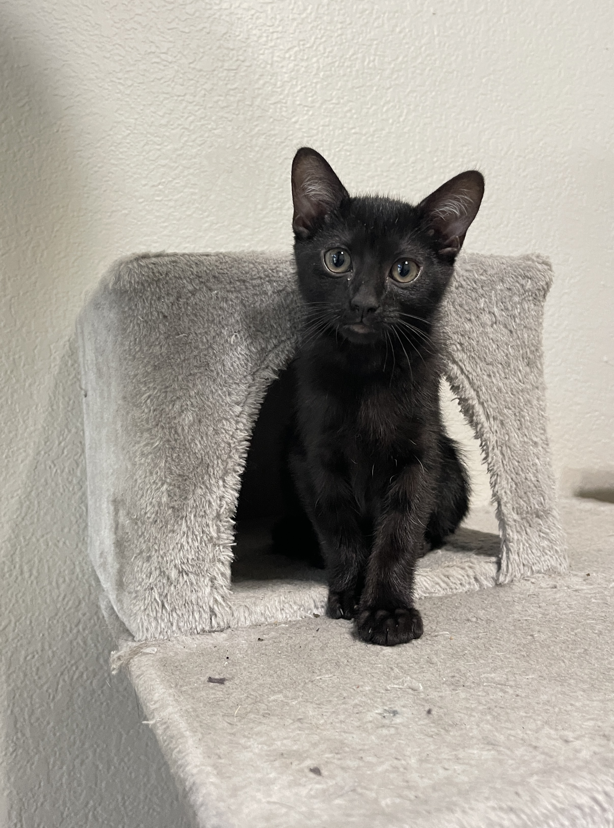 Fred, Baby Male Domestic Short Hair