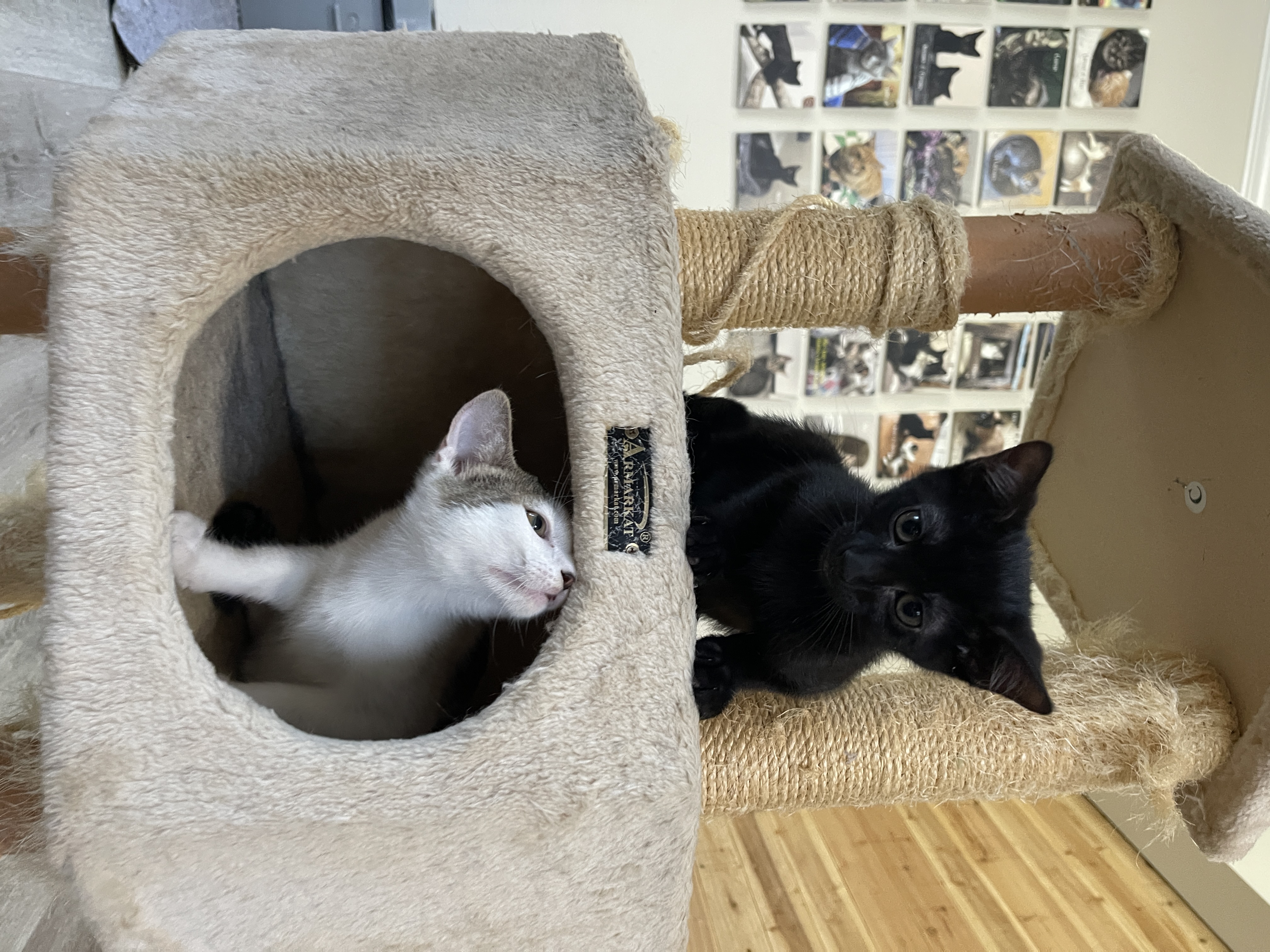 Fred, a Adoptable Domestic Short Hair in Keller, TX image 3/3