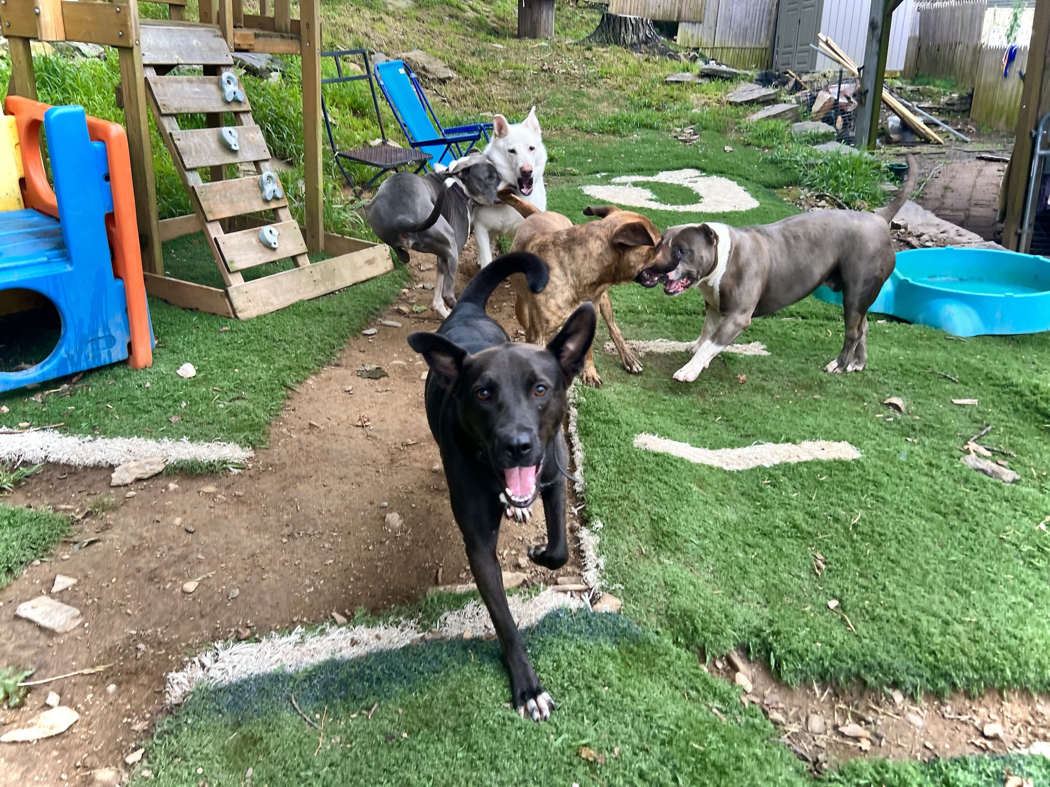 Mavi, a Adoptable mixed breed image 1/6