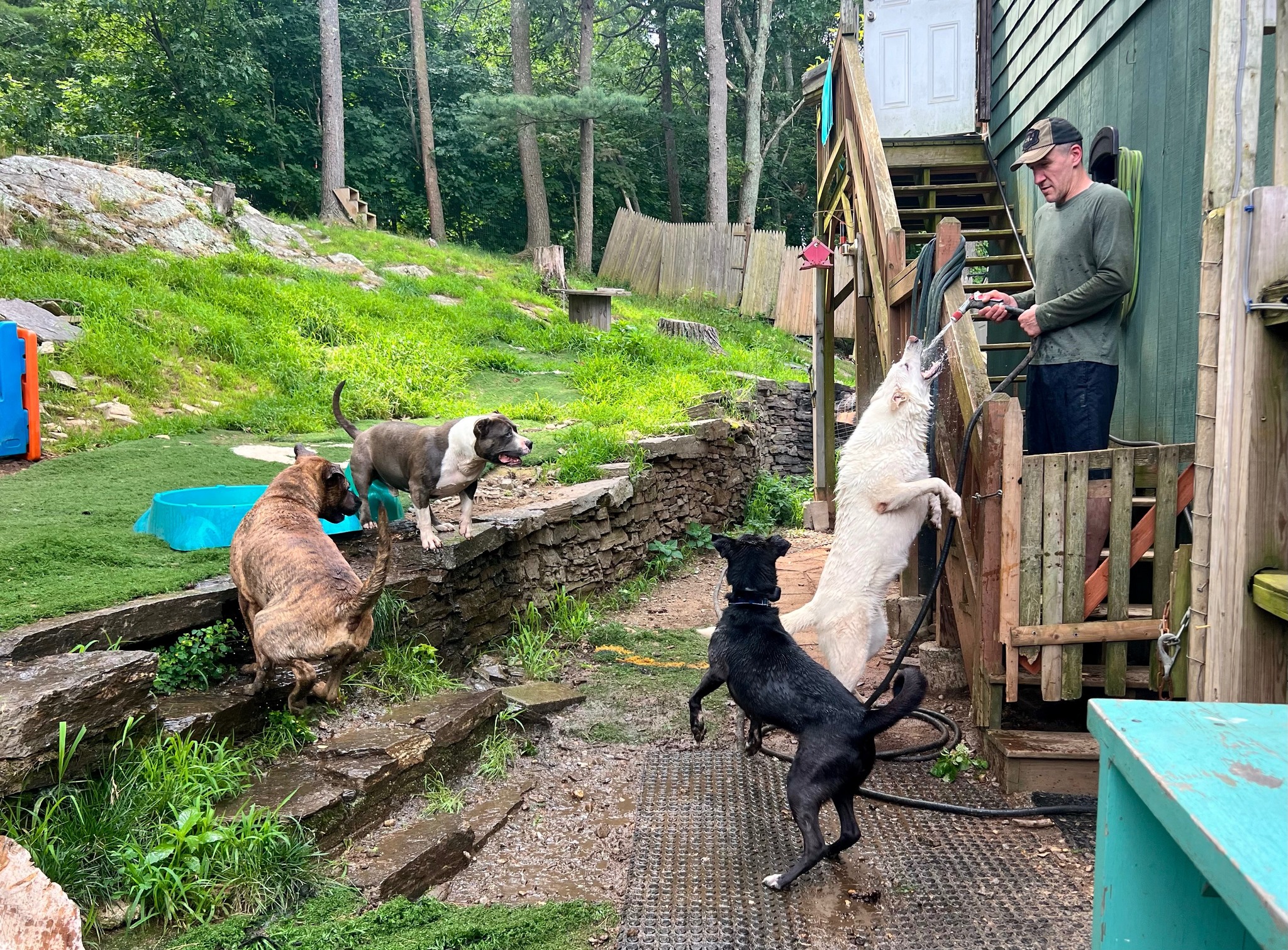 Mavi, a Adoptable mixed breed image 3/6