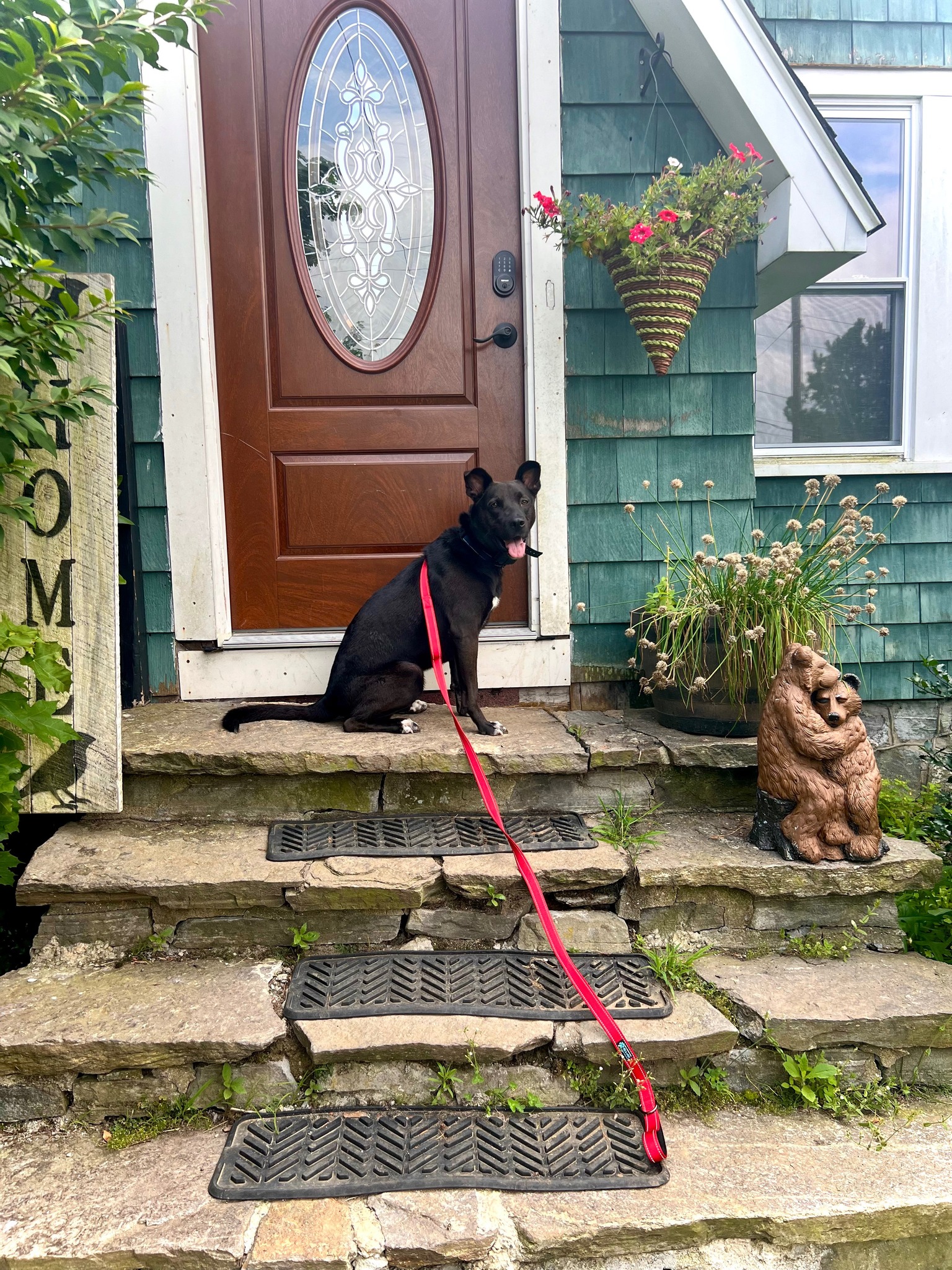 Mavi, a Adoptable mixed breed image 4/6