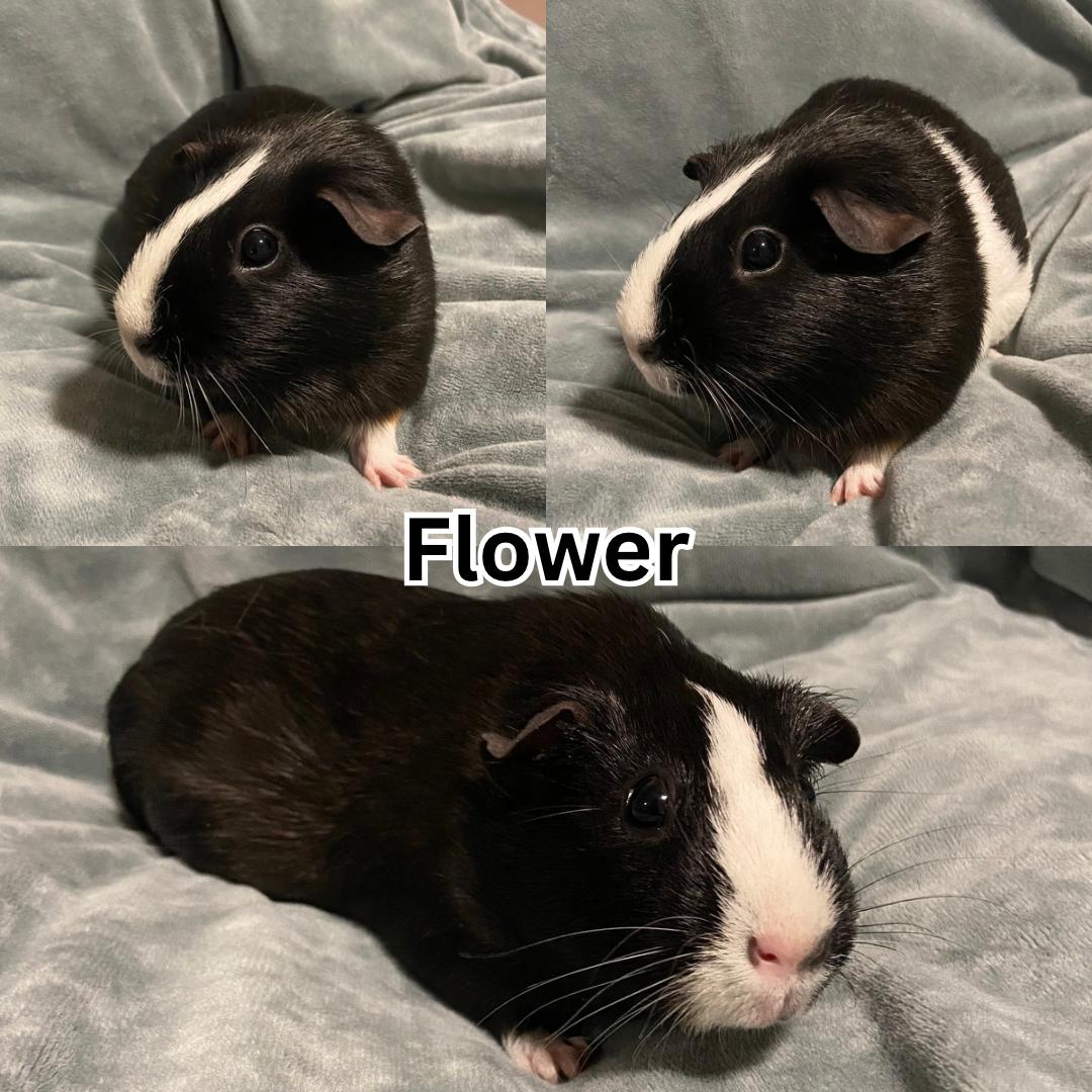 Flower, ADOPTABLE, Adult Female Guinea Pig.
