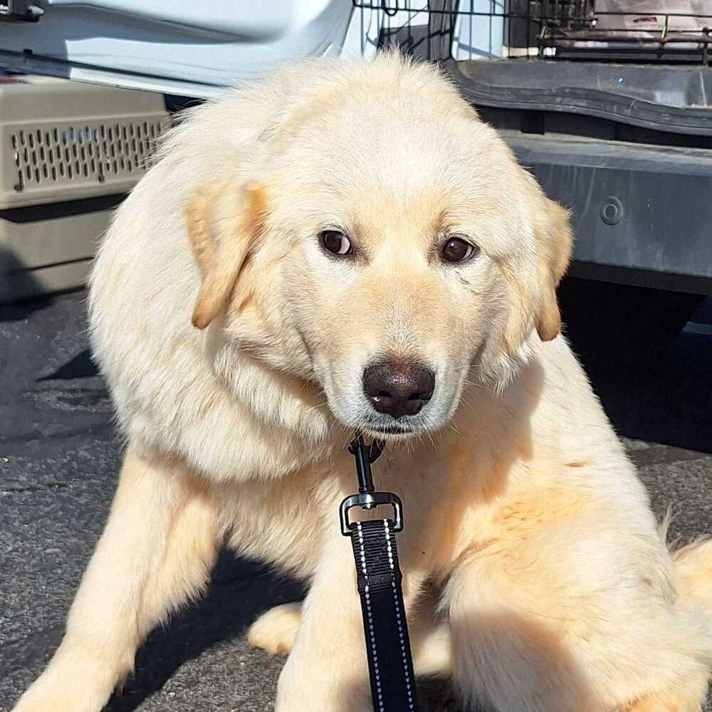 Luna, Adoptable, Puppy Female Great Pyrenees & Australian Shepherd.