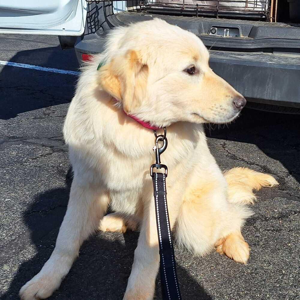 Enlarge Luna, a Adoptable mixed breed in Silver Spring, MD image 2/6