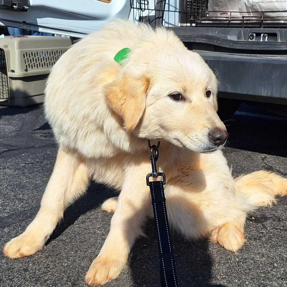 Enlarge Luna, a Adoptable mixed breed in Silver Spring, MD image 3/6