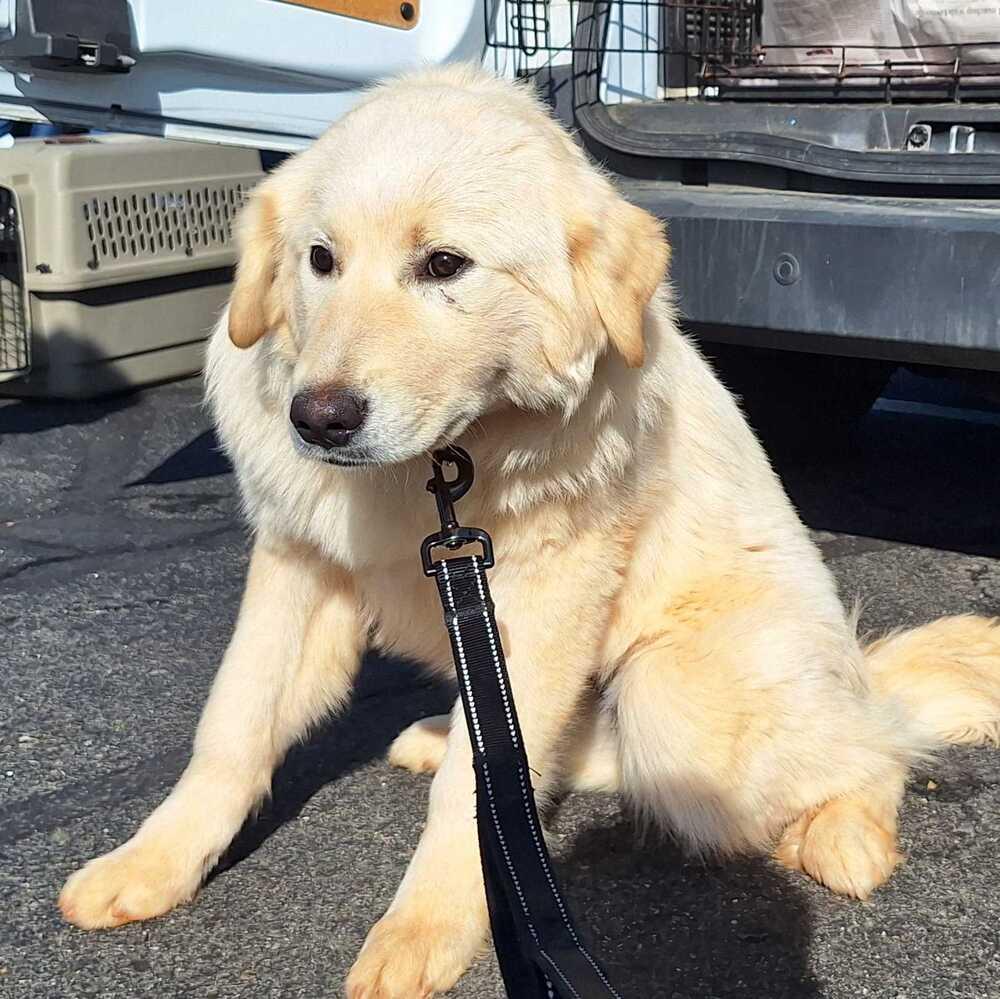 Enlarge Luna, a Adoptable mixed breed in Silver Spring, MD image 4/6