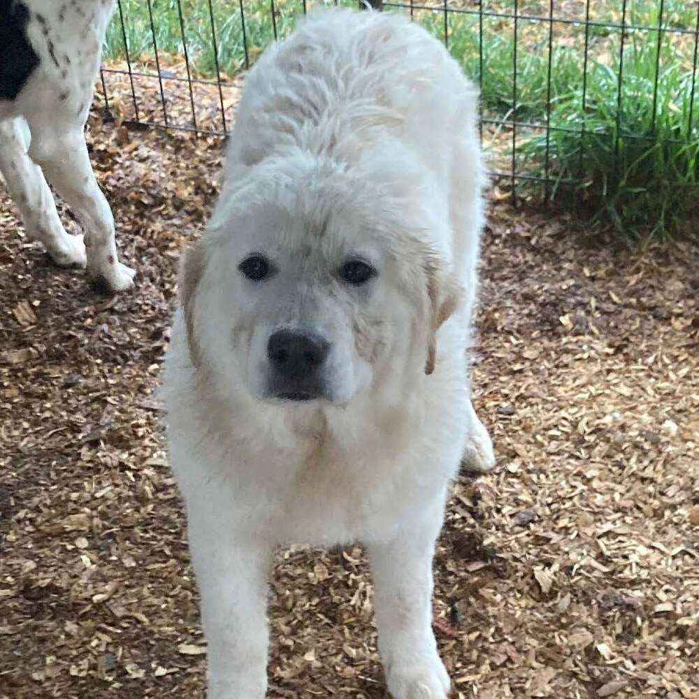 Enlarge Luna, a Adoptable mixed breed in Silver Spring, MD image 5/6