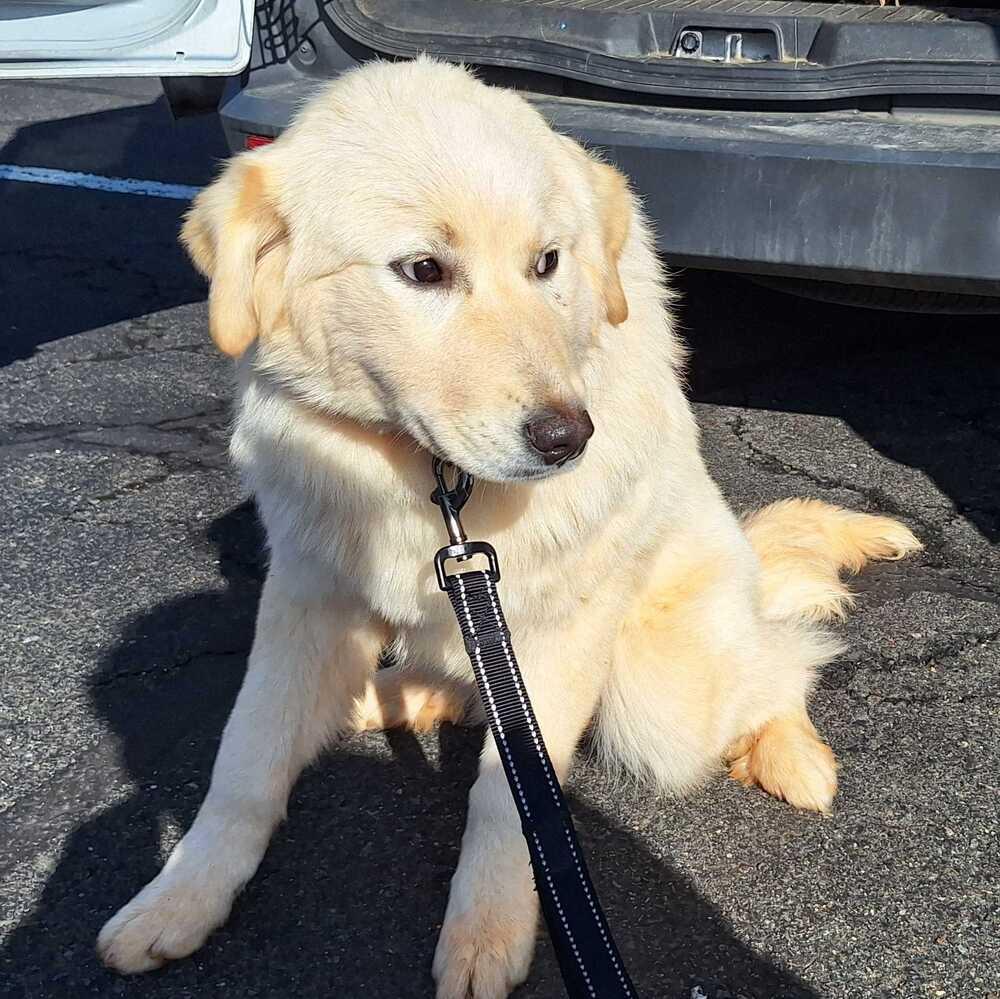 Enlarge Luna, a Adoptable mixed breed in Silver Spring, MD image 6/6