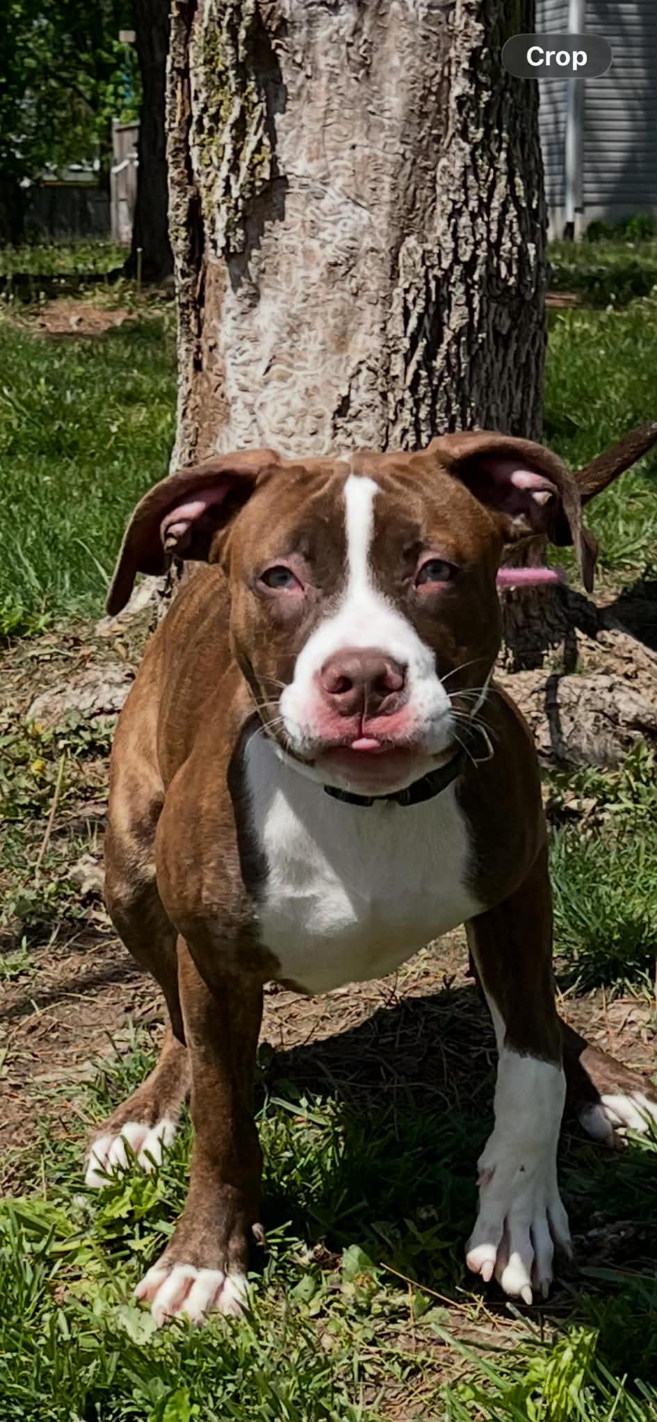 Enlarge Leo, an adopted mixed breed in Springfield, IL image 3/4