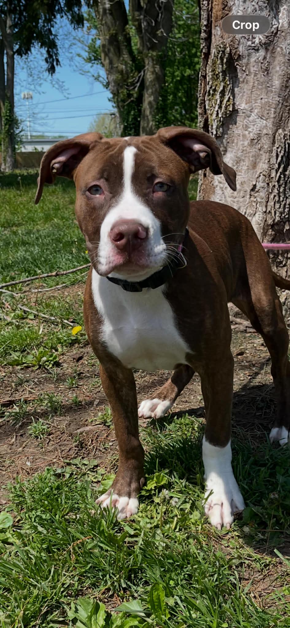 Leo, adopted, Puppy Male Pit Bull Terrier.