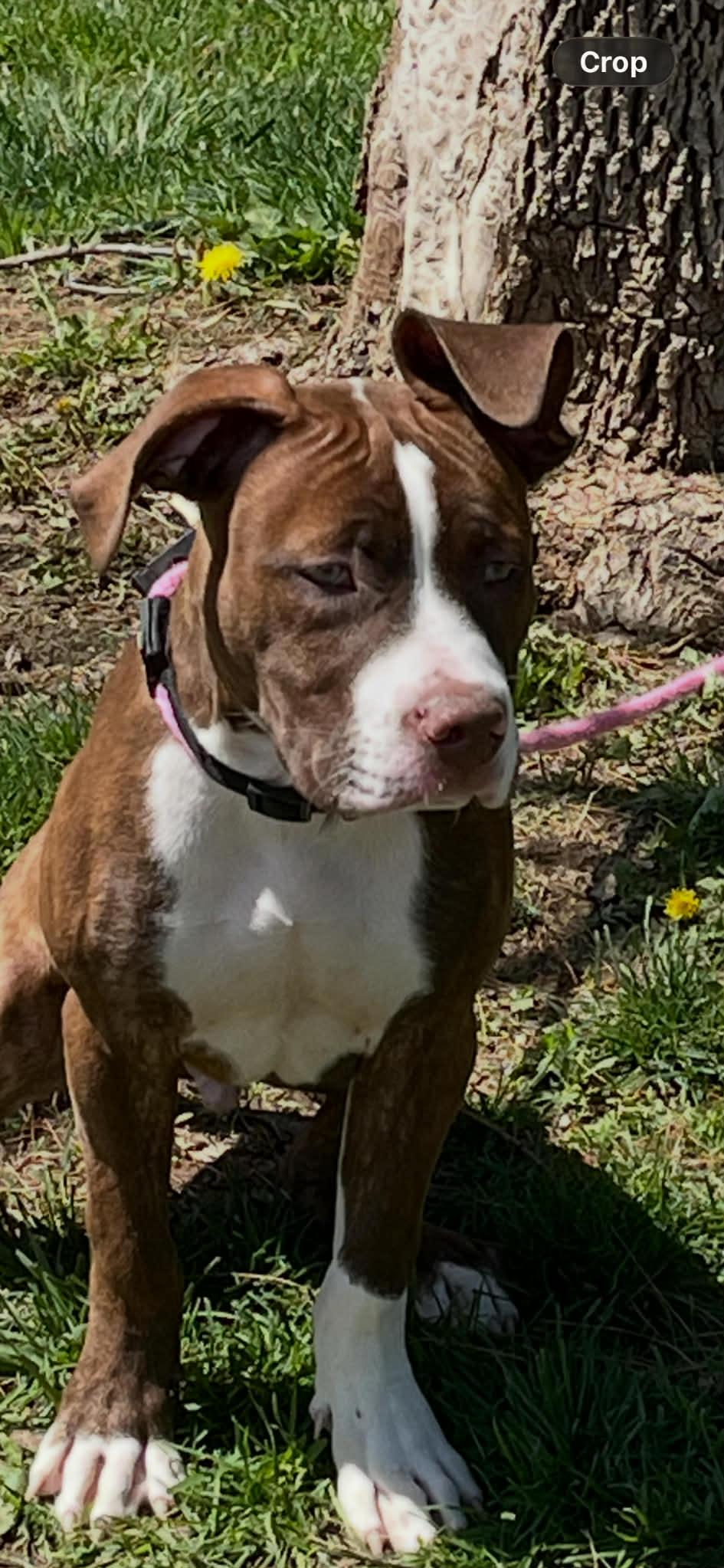 Enlarge Leo, an adopted mixed breed in Springfield, IL image 4/4