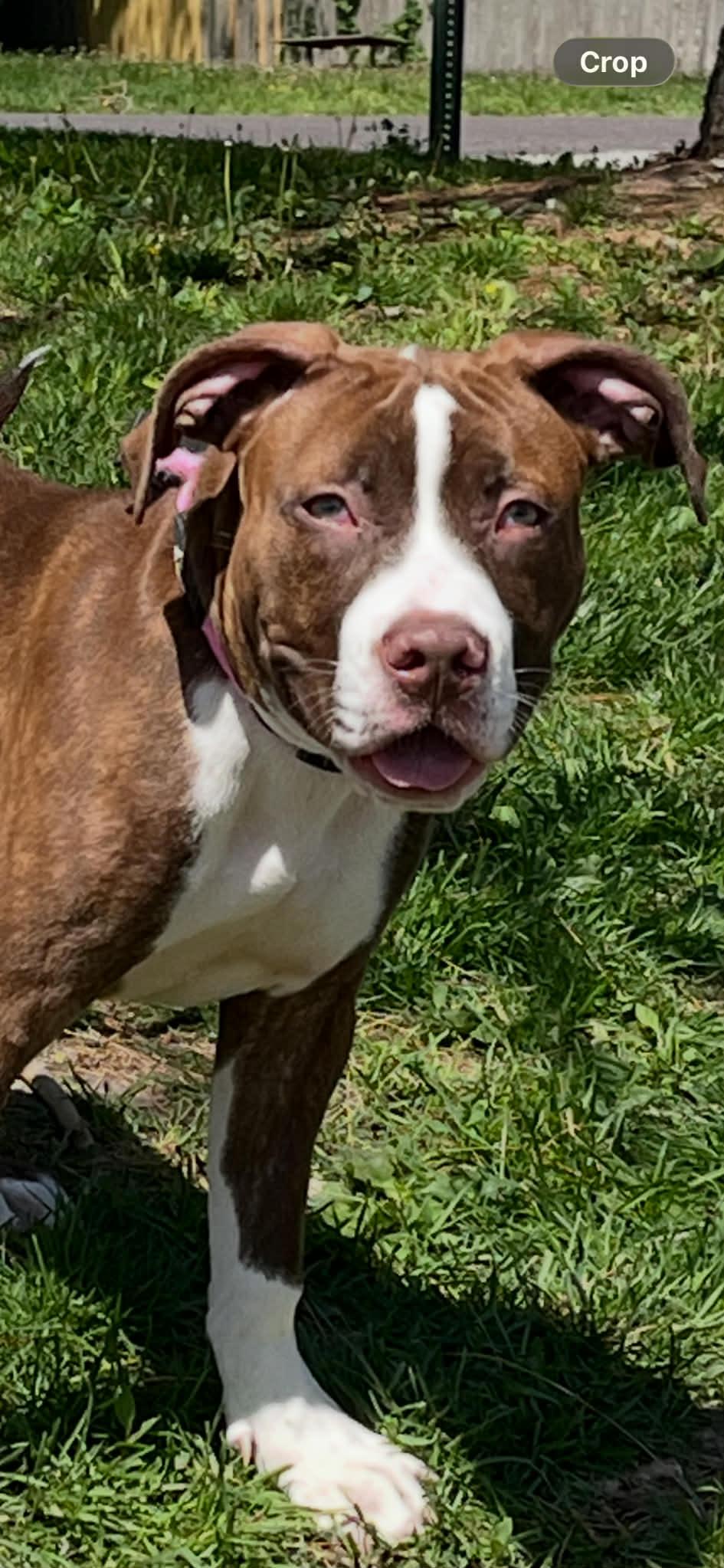 Enlarge Leo, an adopted mixed breed in Springfield, IL image 2/4