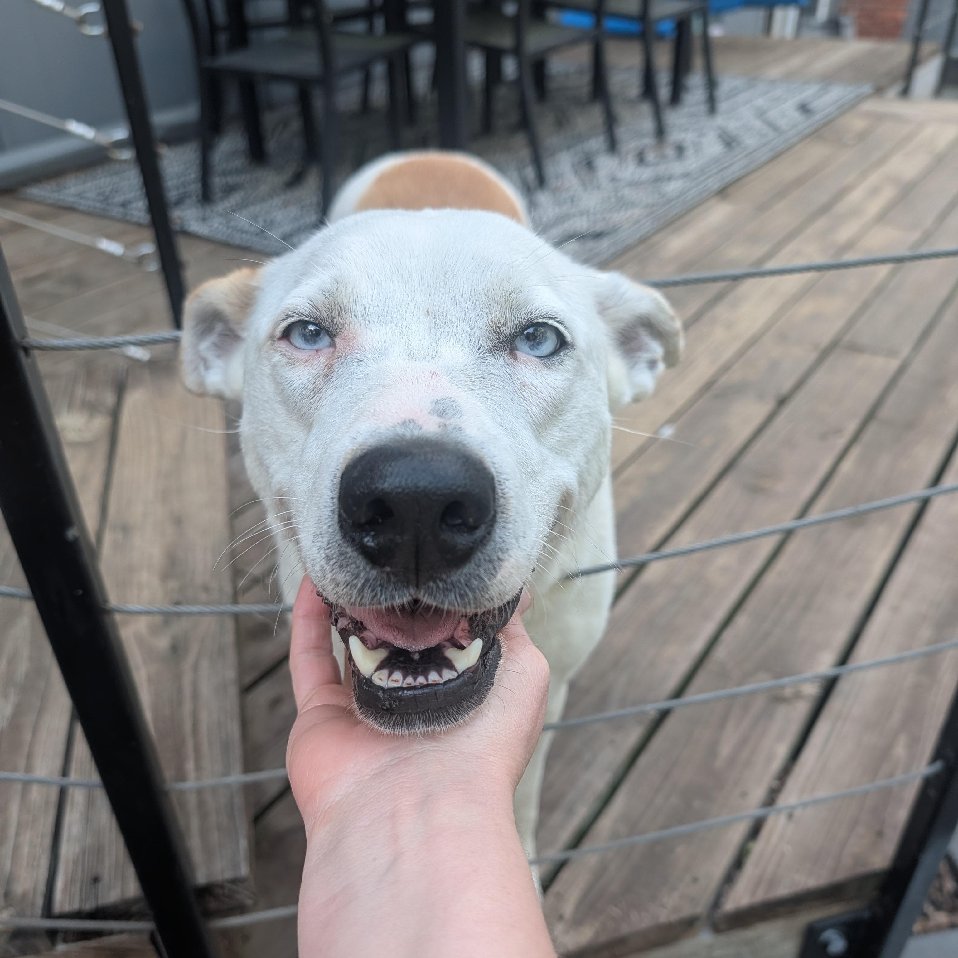 Enlarge Truffle, a ADOPTABLE mixed breed in Bella Vista, AR image 5/6