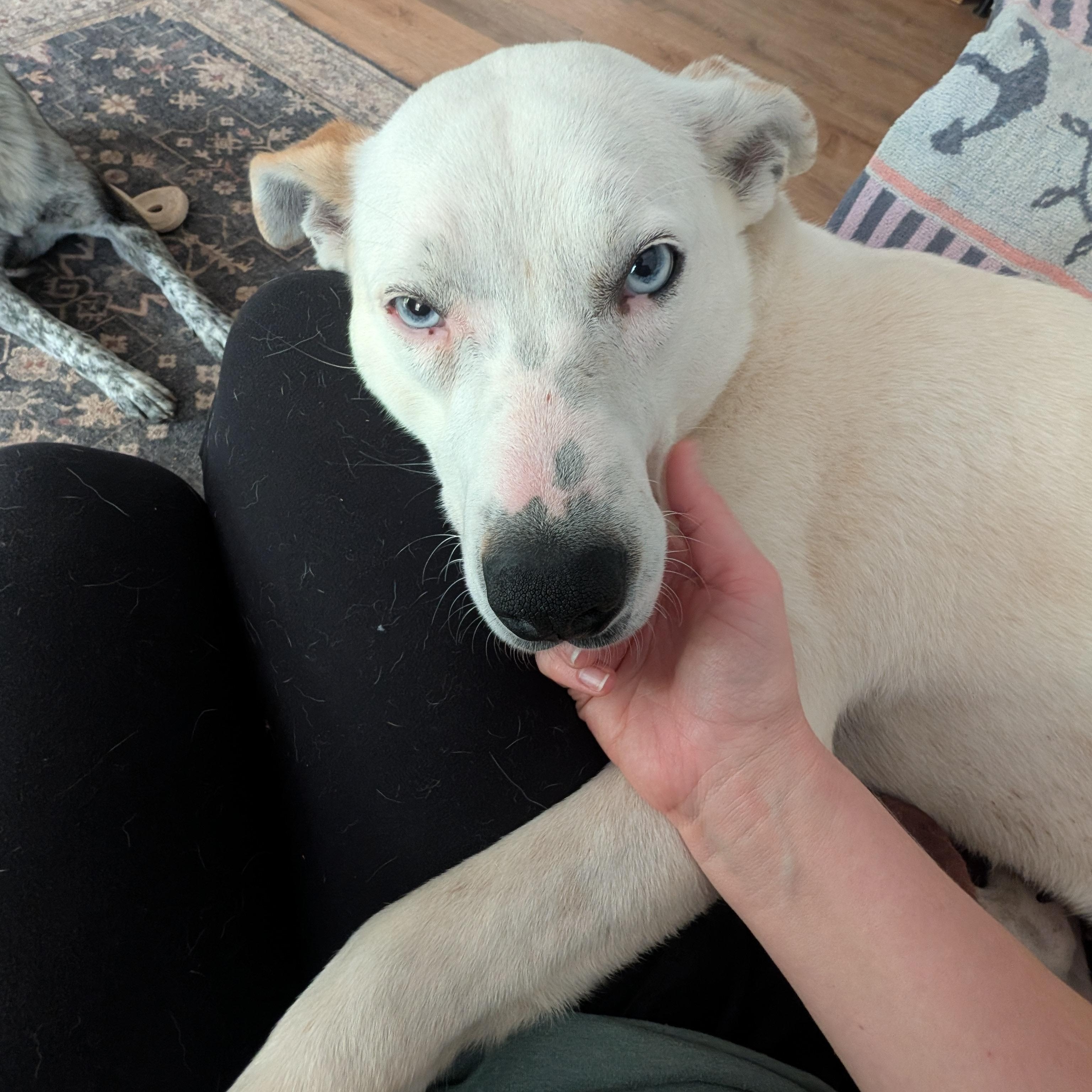 Enlarge Truffle, a ADOPTABLE mixed breed in Bella Vista, AR image 3/6