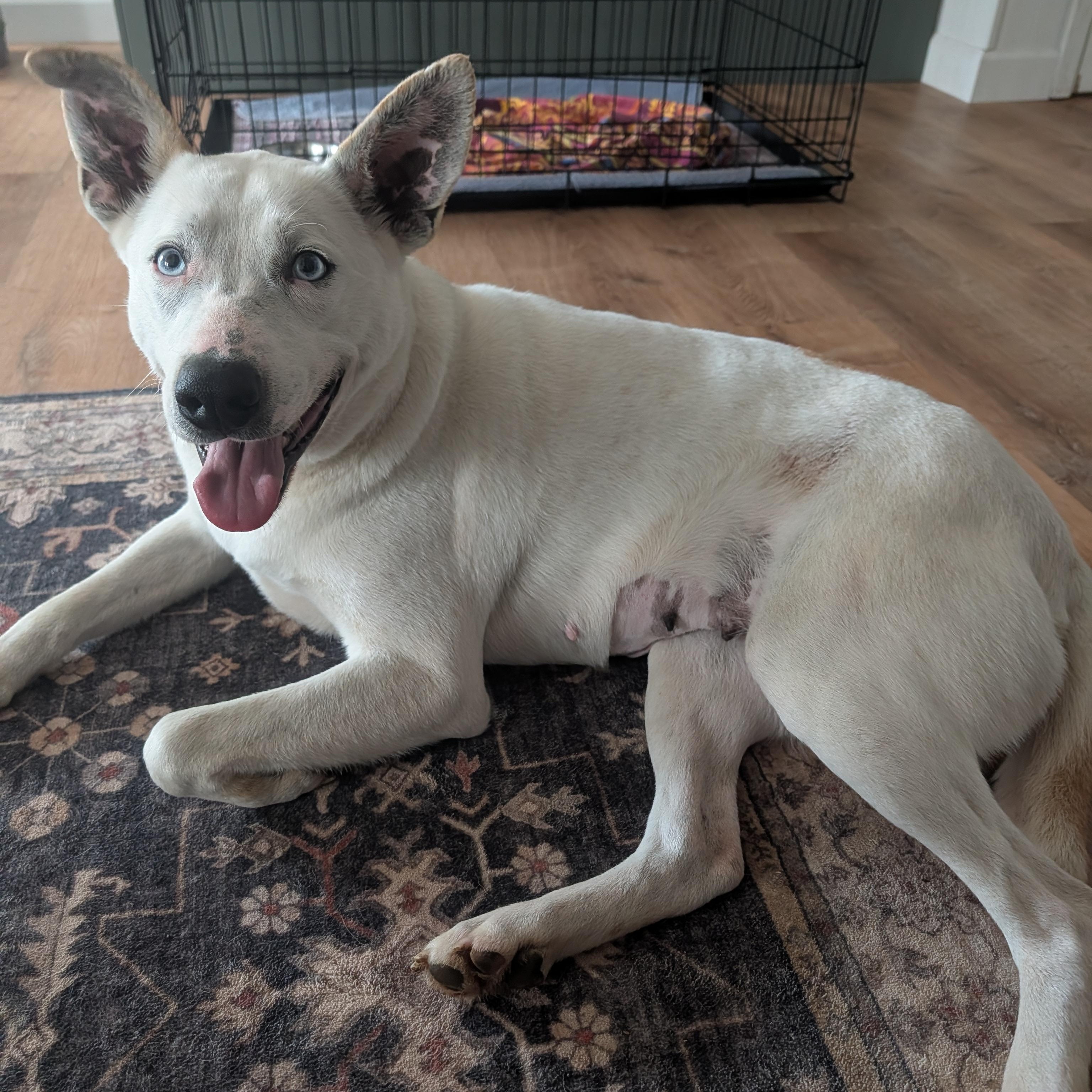 Enlarge Truffle, a ADOPTABLE mixed breed in Bella Vista, AR image 4/6