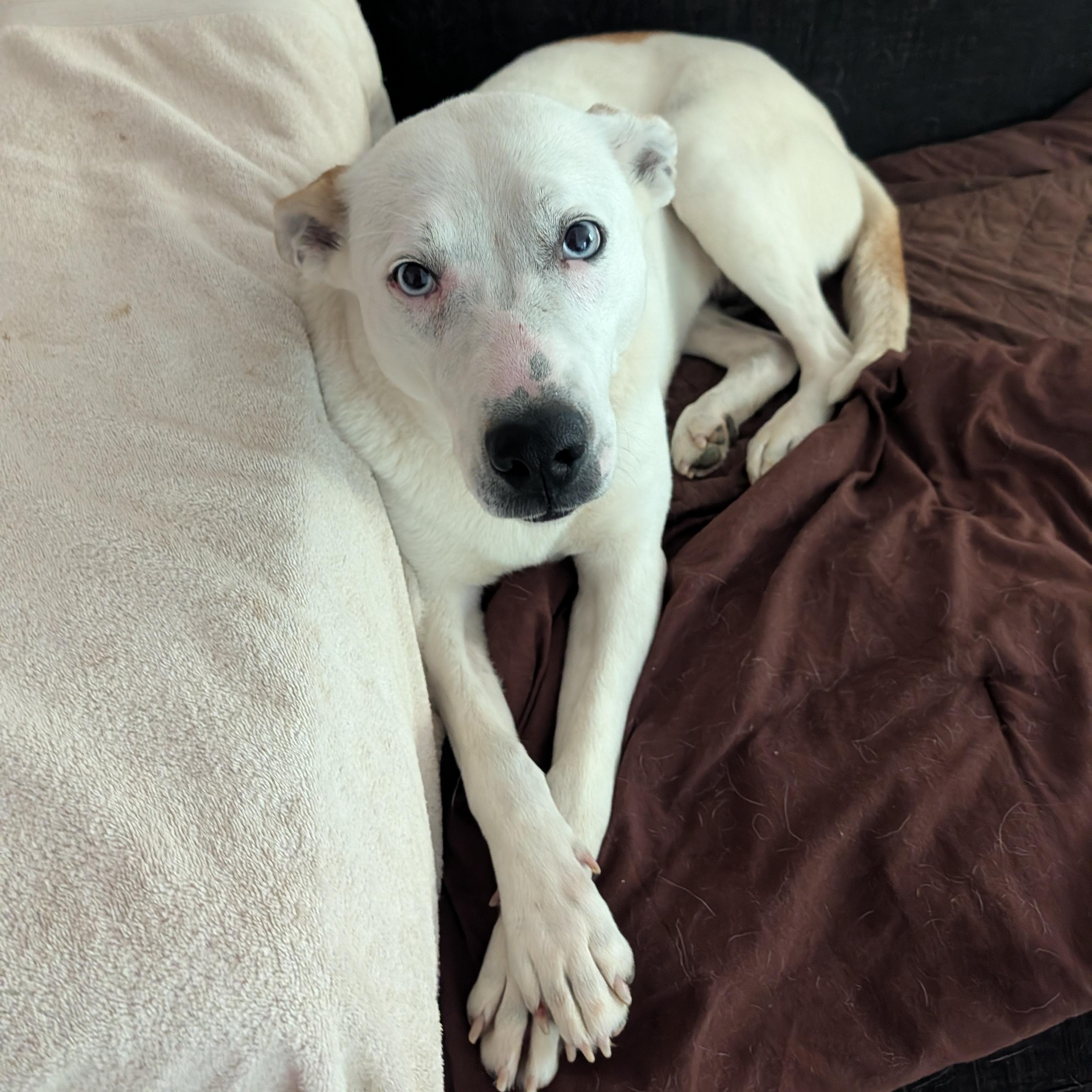 Enlarge Truffle, a ADOPTABLE mixed breed in Bella Vista, AR image 1/6