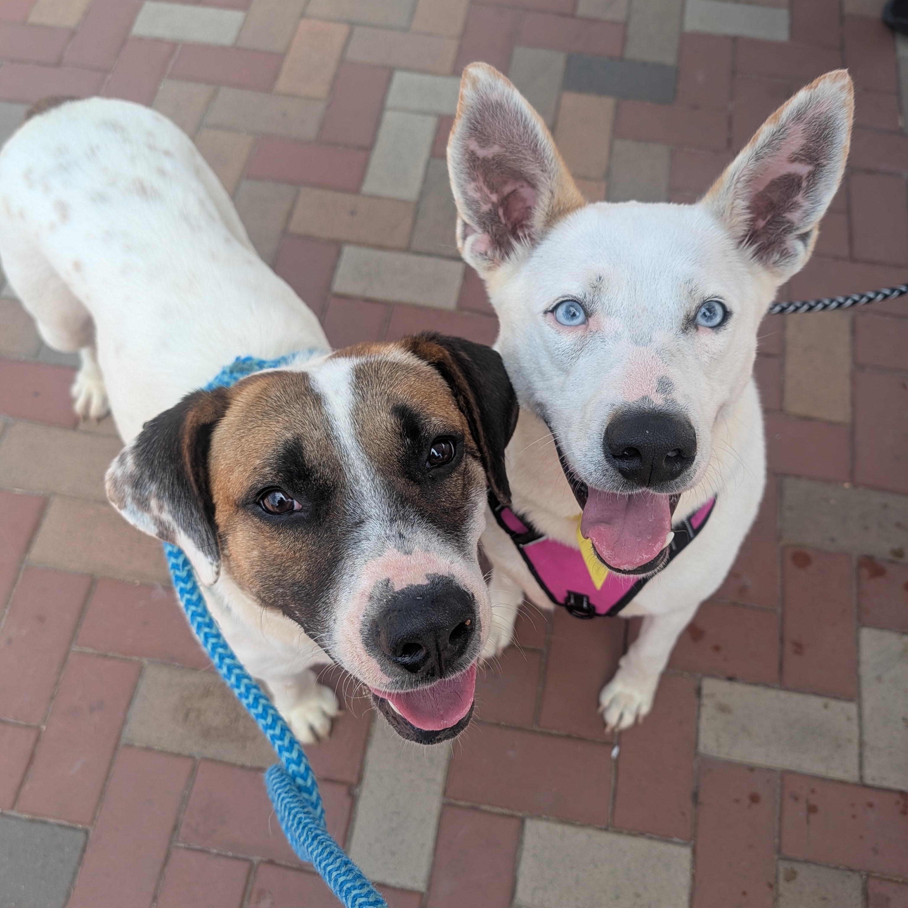 Enlarge Truffle, a ADOPTABLE mixed breed in Bella Vista, AR image 6/6