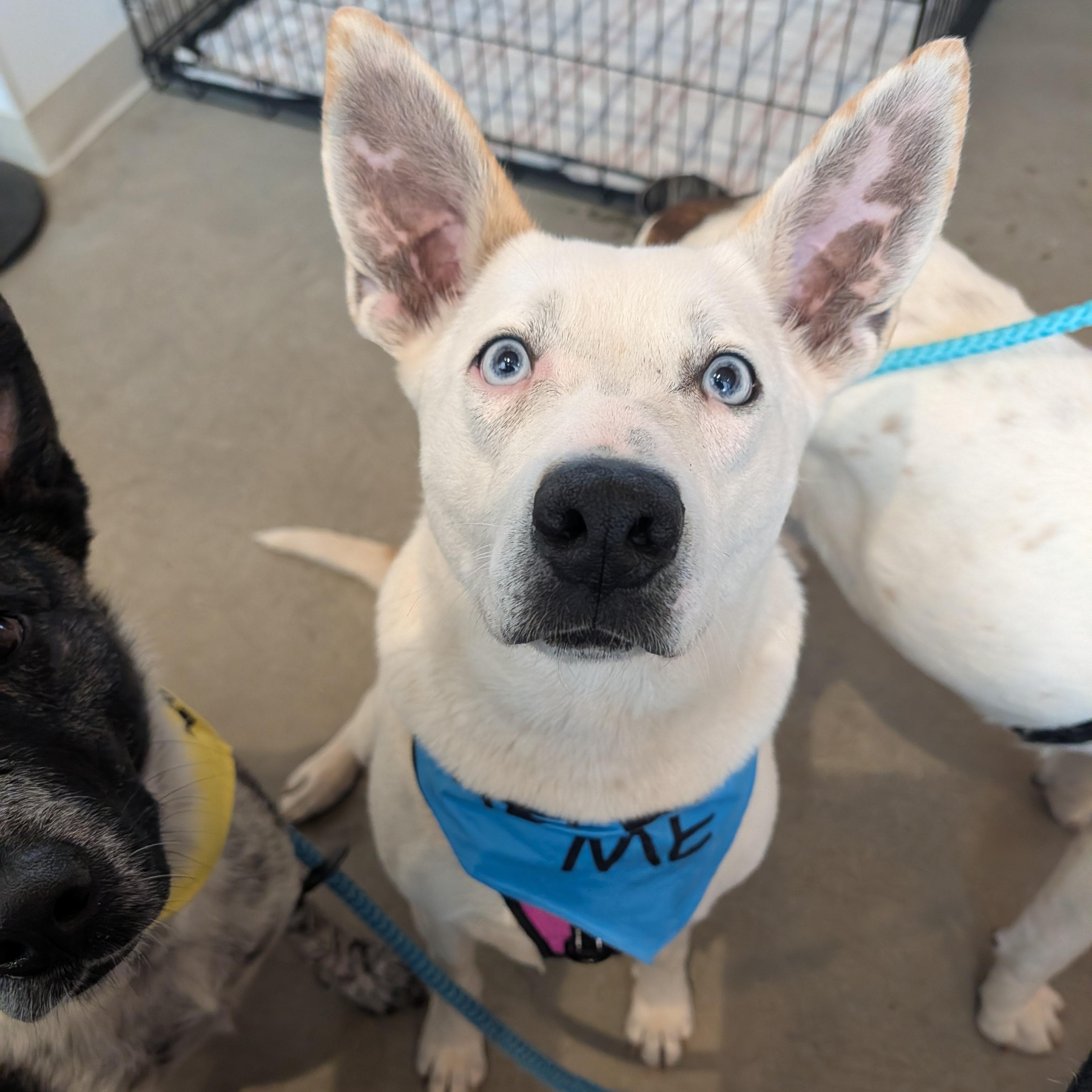 Enlarge Truffle, a ADOPTABLE mixed breed in Bella Vista, AR image 2/6