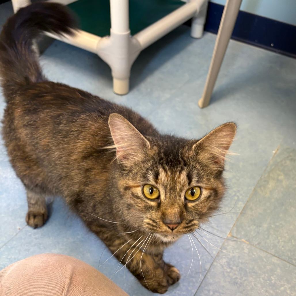 Spicy, Adoptable, Adult Female Domestic Medium Hair.