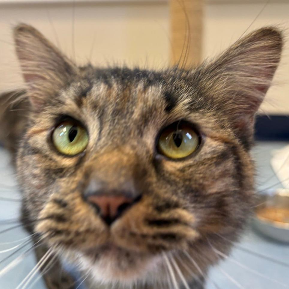 Enlarge Spicy, a Adoptable Domestic Medium Hair in Morrisville, VT image 2/5