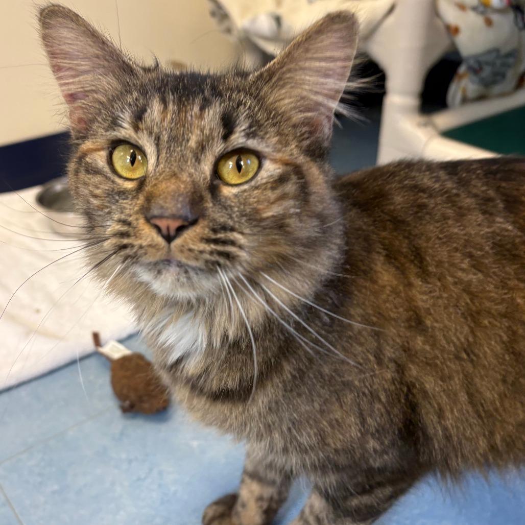 Enlarge Spicy, a Adoptable Domestic Medium Hair in Morrisville, VT image 3/5