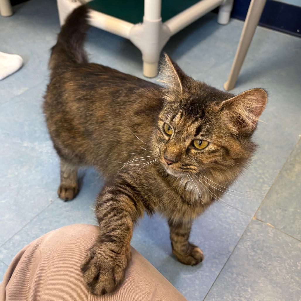 Enlarge Spicy, a Adoptable Domestic Medium Hair in Morrisville, VT image 4/5