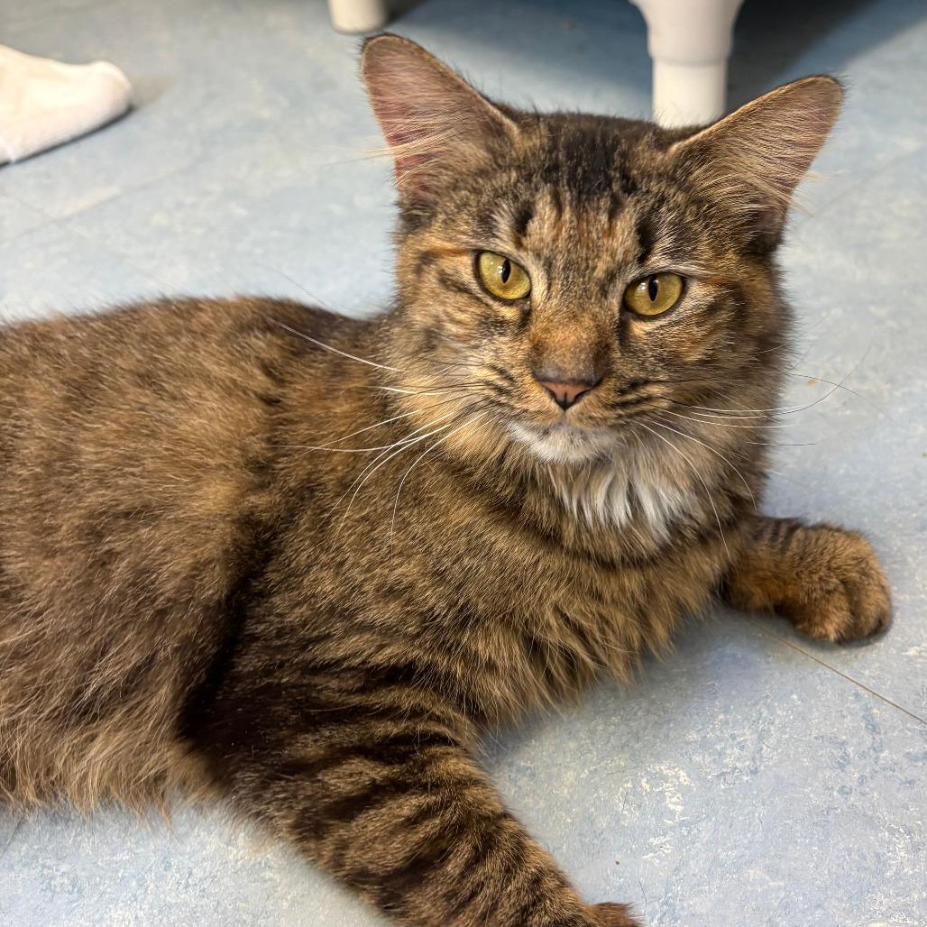 Enlarge Spicy, a Adoptable Domestic Medium Hair in Morrisville, VT image 5/5