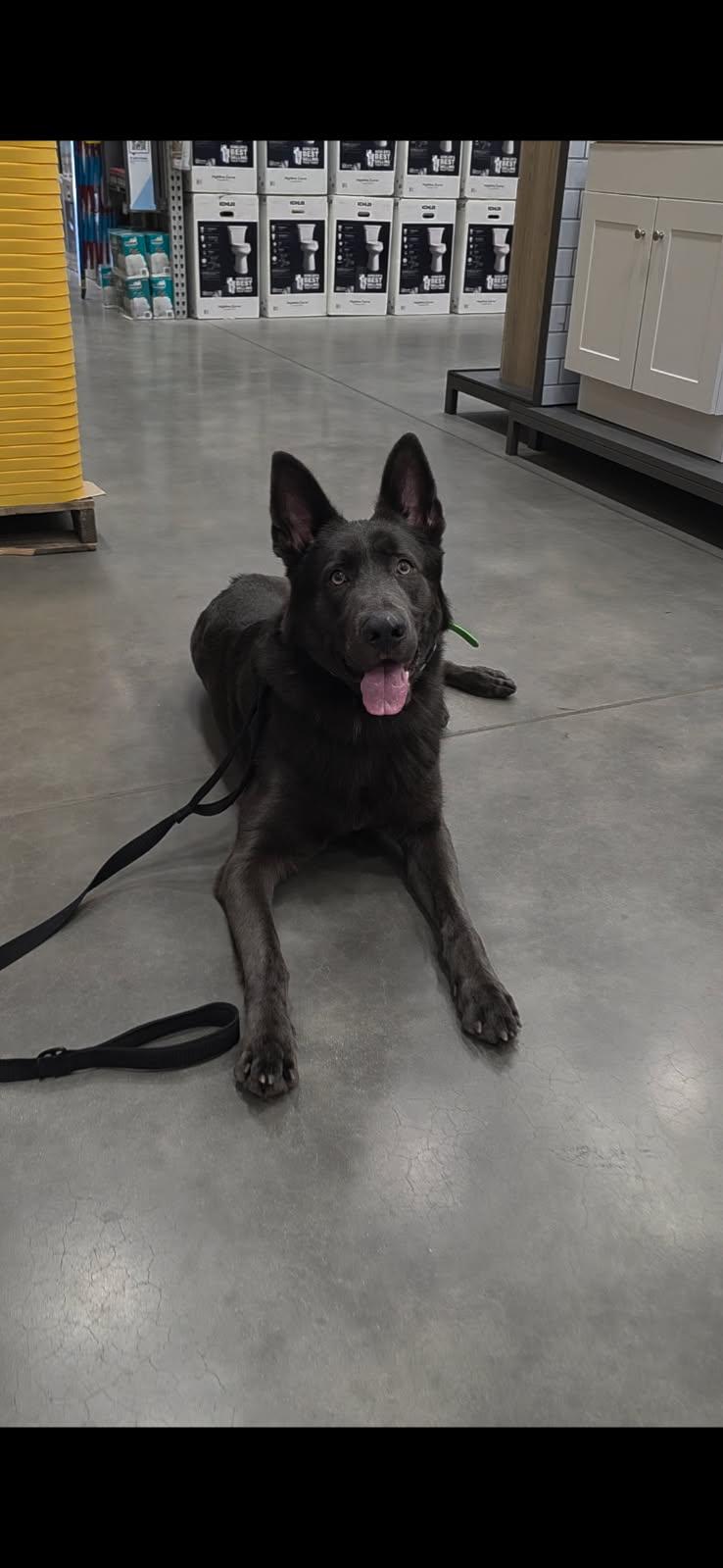 Enlarge Damon, a Adoptable German Shepherd Dog in Jacksonville, NC image 1/1