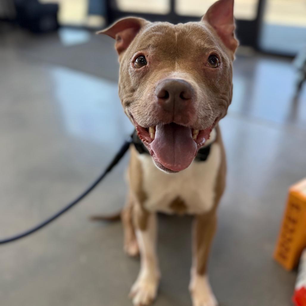 Evelyn, Adoptable, Senior Female Pit Bull Terrier.