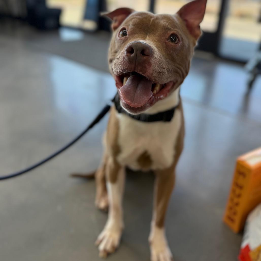 Evelyn, a Adoptable Pit Bull Terrier in Southside, TN image 2/6