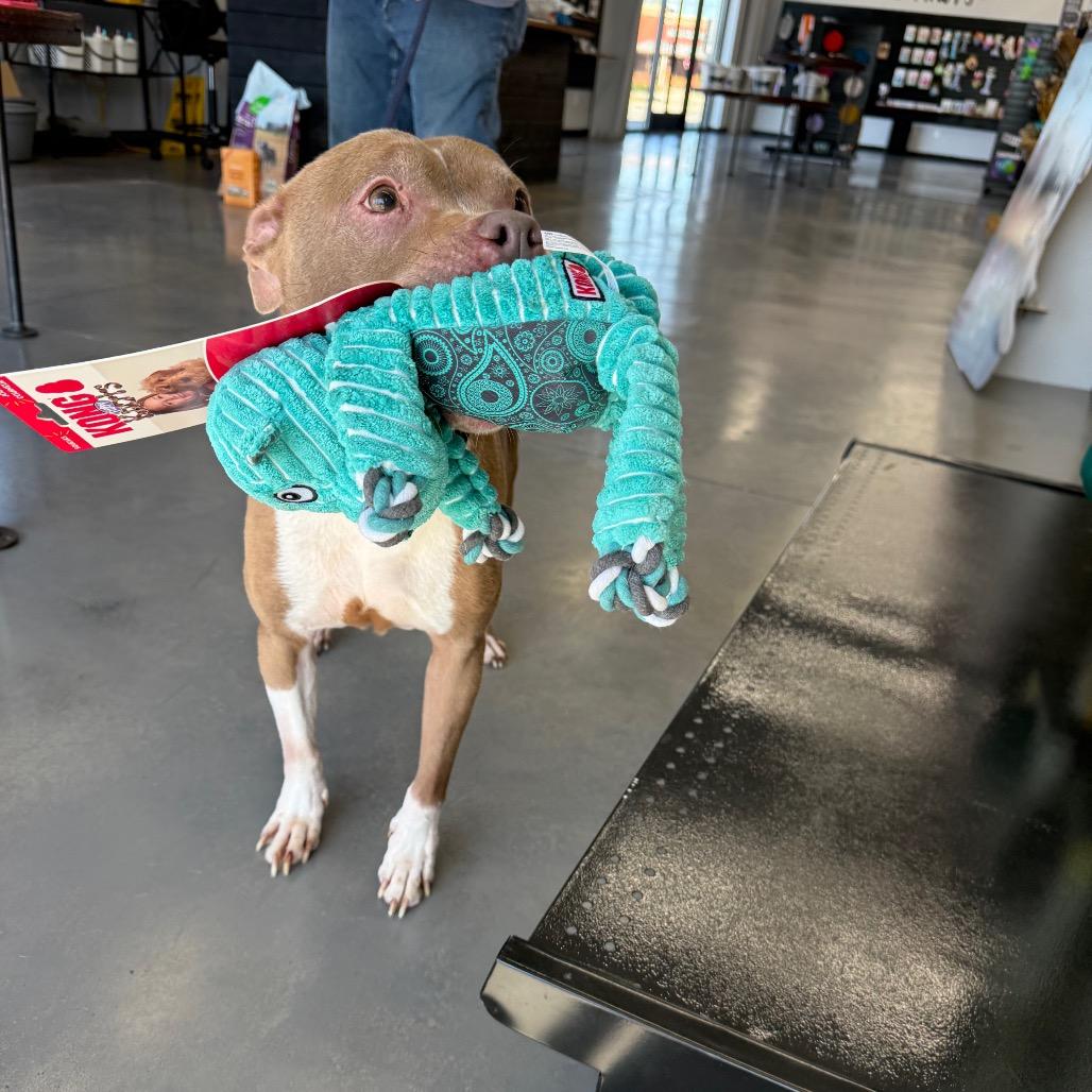 Evelyn, a Adoptable Pit Bull Terrier in Southside, TN image 3/6