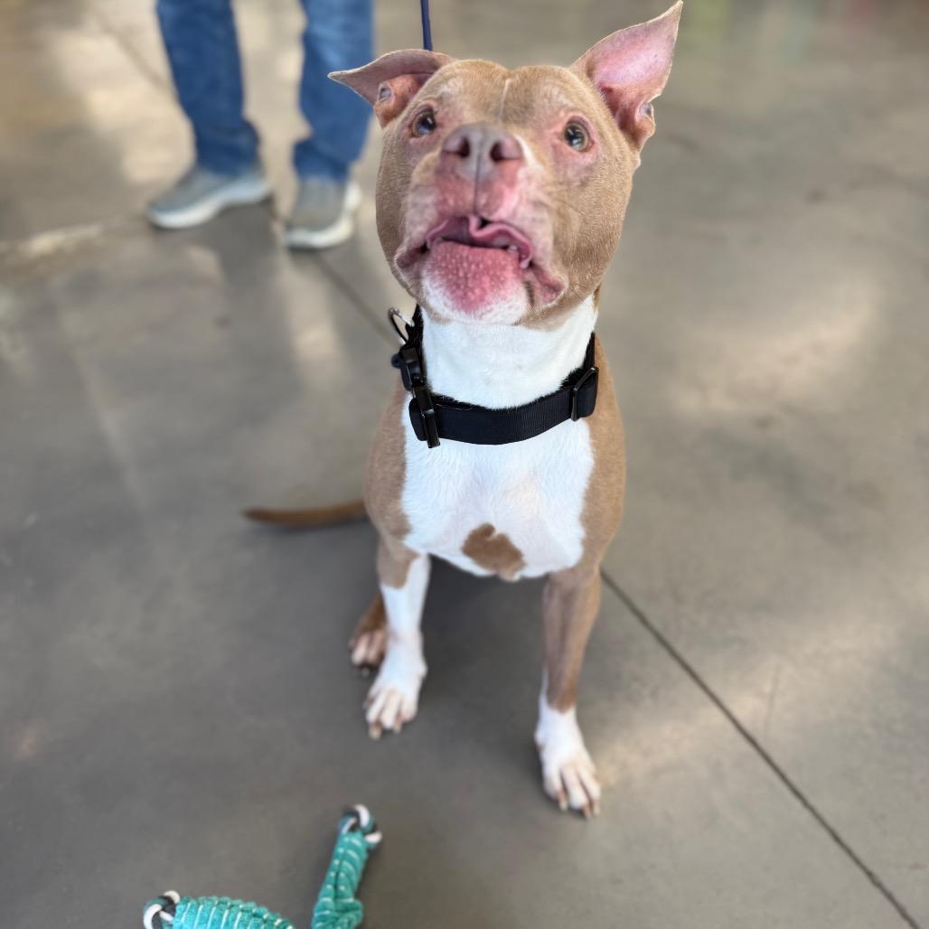 Evelyn, a Adoptable Pit Bull Terrier in Southside, TN image 4/6