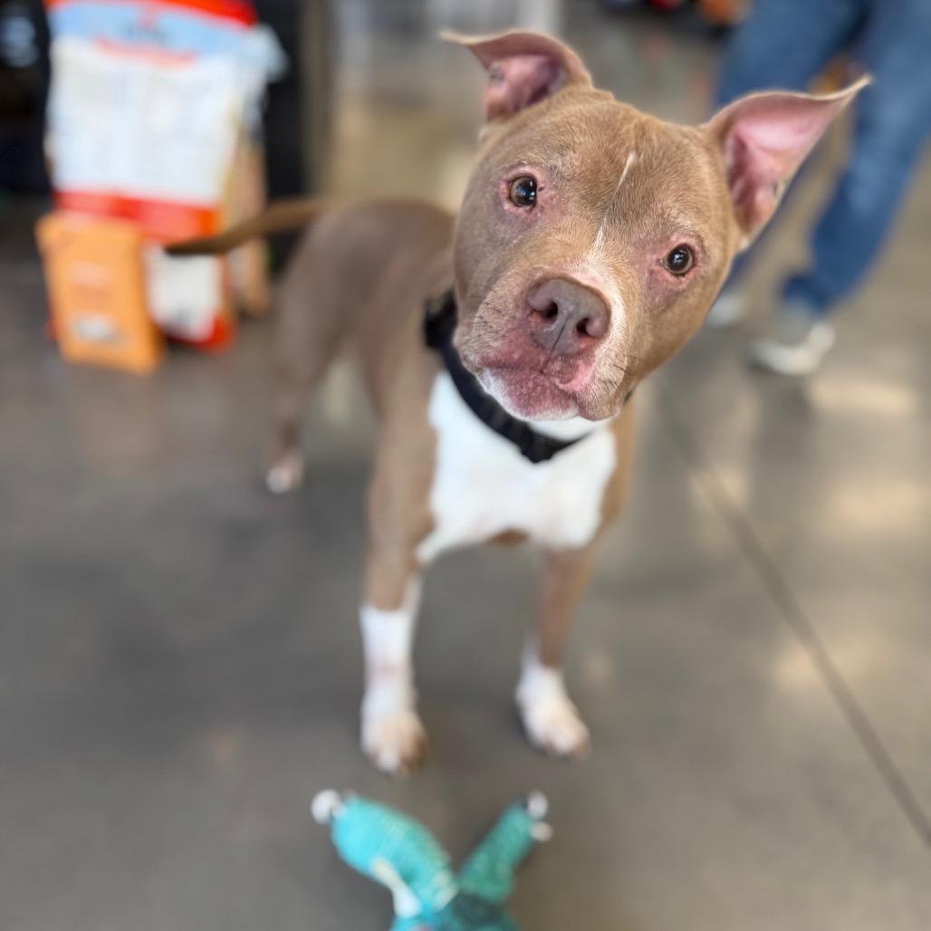 Evelyn, a Adoptable Pit Bull Terrier in Southside, TN image 5/6