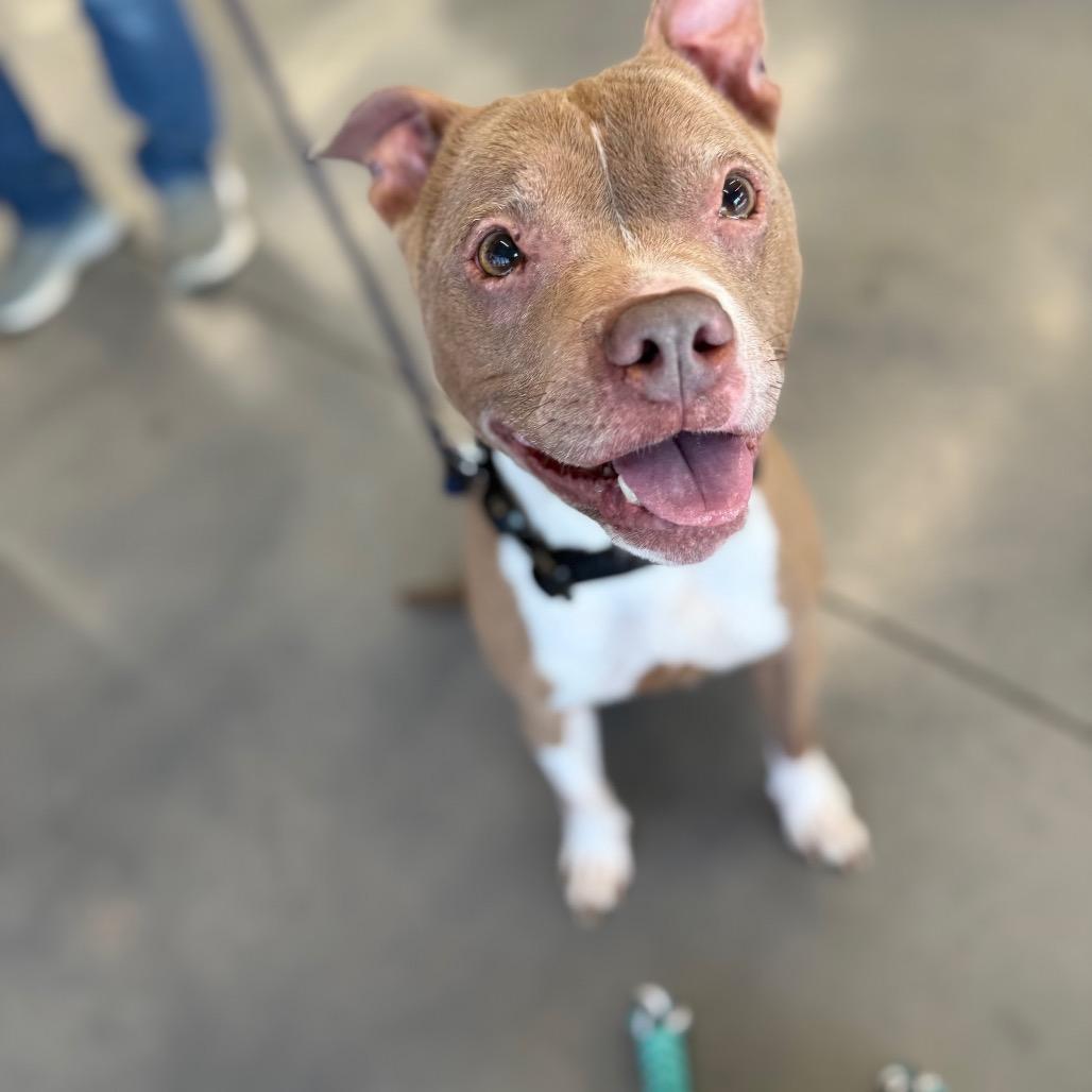 Evelyn, a Adoptable Pit Bull Terrier in Southside, TN image 6/6